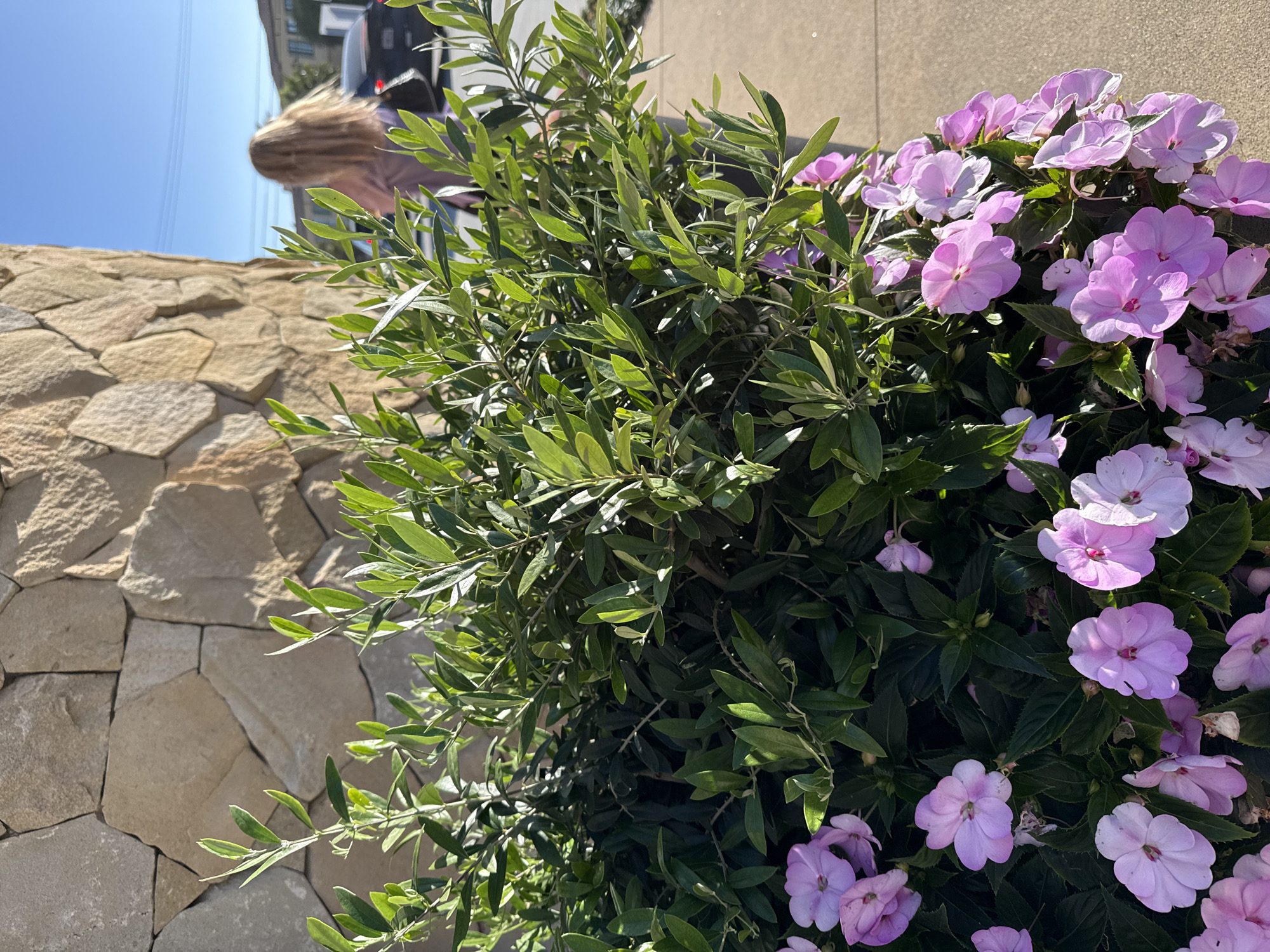 In Malibu, California, an outdoor scene unfolds with a prominent, textured stone wall occupying the background. In the foreground, a dense arrangement of green foliage and delicate light pink flowers is visible. Beyond the plants, a person with long blonde hair is seen walking away from the camera, wearing a light pink top and a dark backpack. They are walking on a paved surface, likely a sidewalk, adjacent to a street where a dark-colored car is parked. The sky above is a clear, bright blue.