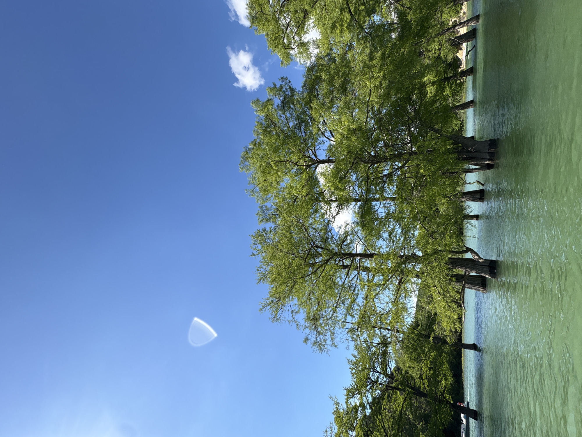The image, correctly oriented, displays a serene natural landscape featuring a lake or flooded area dominated by numerous trees under a bright blue sky. The sky is clear with a few wispy white clouds scattered across the top right. The sun is high, indicating it is daytime, likely midday or early afternoon. A noticeable semi-circular lens flare is present in the lower left portion of the sky.
A line of tall trees, likely cypress trees, stands partly submerged in the greenish-blue water. Their dense canopies are filled with vibrant, light green foliage, suggesting spring or early summer. The dark trunks of the trees rise from the water, which appears calm but has slight ripples on its surface. The water color is a distinct turquoise, hinting at clarity or specific mineral content.
In the distance, partially obscured by the trees and reflecting water, a small white boat or raft with a possible red accent can be faintly seen, suggesting recreational activity. No people are clearly visible. The scene captures a tranquil moment in a natural setting. Given the provided context, this location is Sukko, Russia, likely referring to the famous Sukko Cypress Lake.