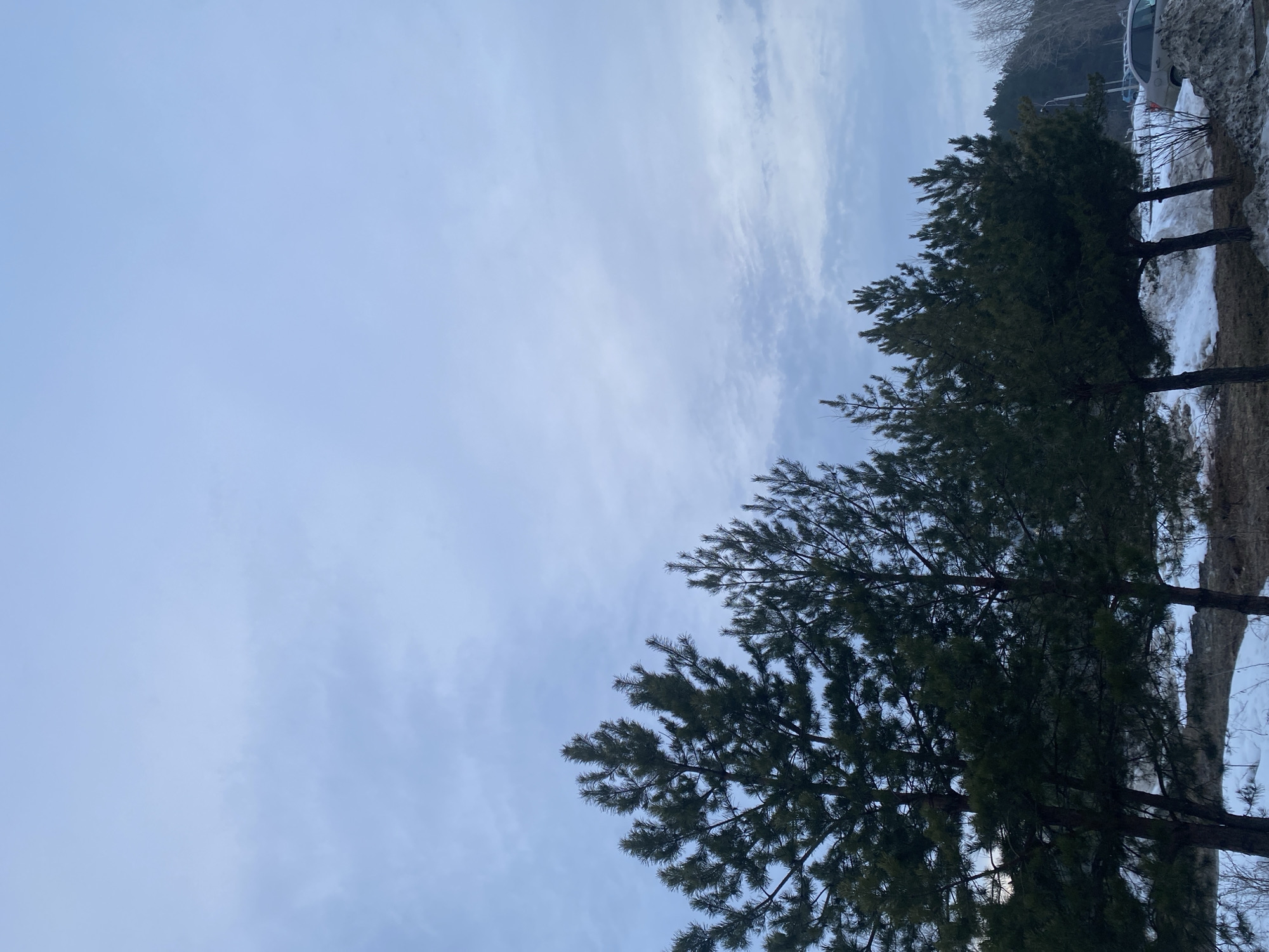This image depicts an outdoor environment in Chaikovsky, Russia, during what appears to be late winter or early spring. The sky, occupying the upper two-thirds of the frame, is overcast and displays a pale blue-grey hue with diffuse cloud cover. In the midground, a prominent row of at least six dark green pine trees stands, varying in height and foliage density, with visible brown trunks. Below the trees, the ground is characterized by patches of melting snow interspersed with dark, exposed earth and some dry vegetation. In the background on the right side, a segment of a road or parking area is visible, containing portions of at least two light-colored passenger vehicles and a tall, slender pole, consistent with a street light. A dense line of distant trees, some appearing bare, forms the horizon line further to the right. No individuals are present in the scene.