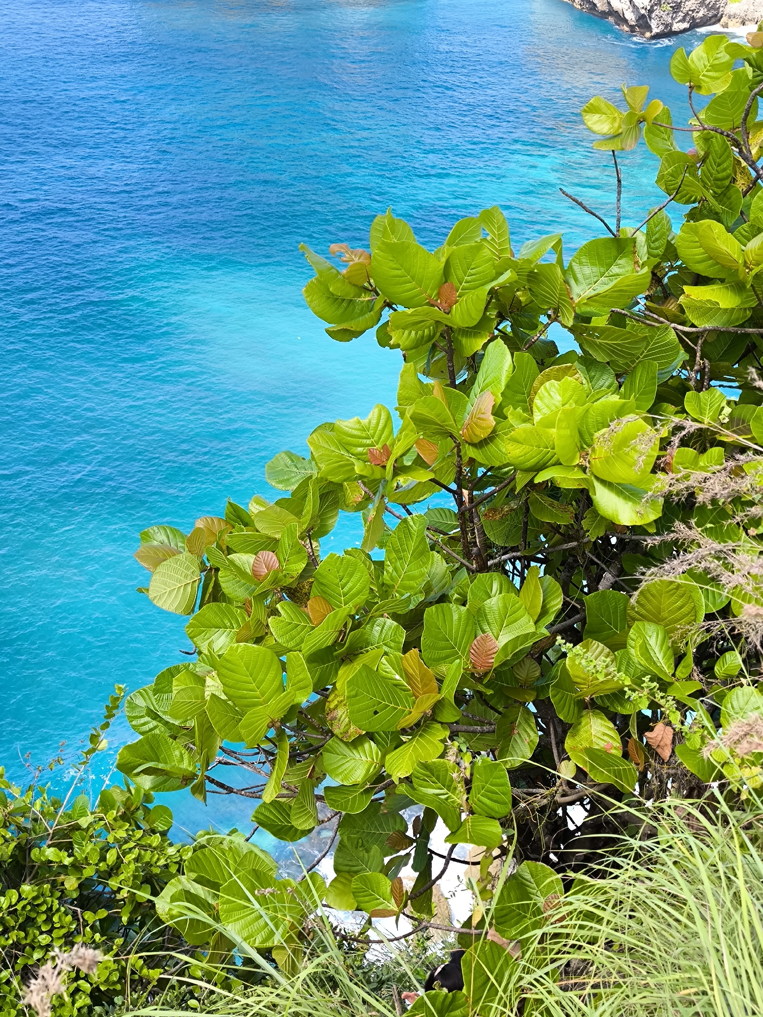 The image depicts a verdant tropical landscape overlooking a turquoise ocean, likely captured in Nusa Penida, Indonesia. Dominating the foreground is a cluster of lush green foliage, featuring large, broad leaves with reddish-brown edges, suggesting a healthy tropical tree or shrub. Mixed within the foliage are blades of tall grass and other smaller green plants. The ocean's water is a vibrant shade of turquoise, indicating clear, shallow waters. In the top-right corner, there is a glimpse of rocky cliffs, which are part of the island's coastal features.