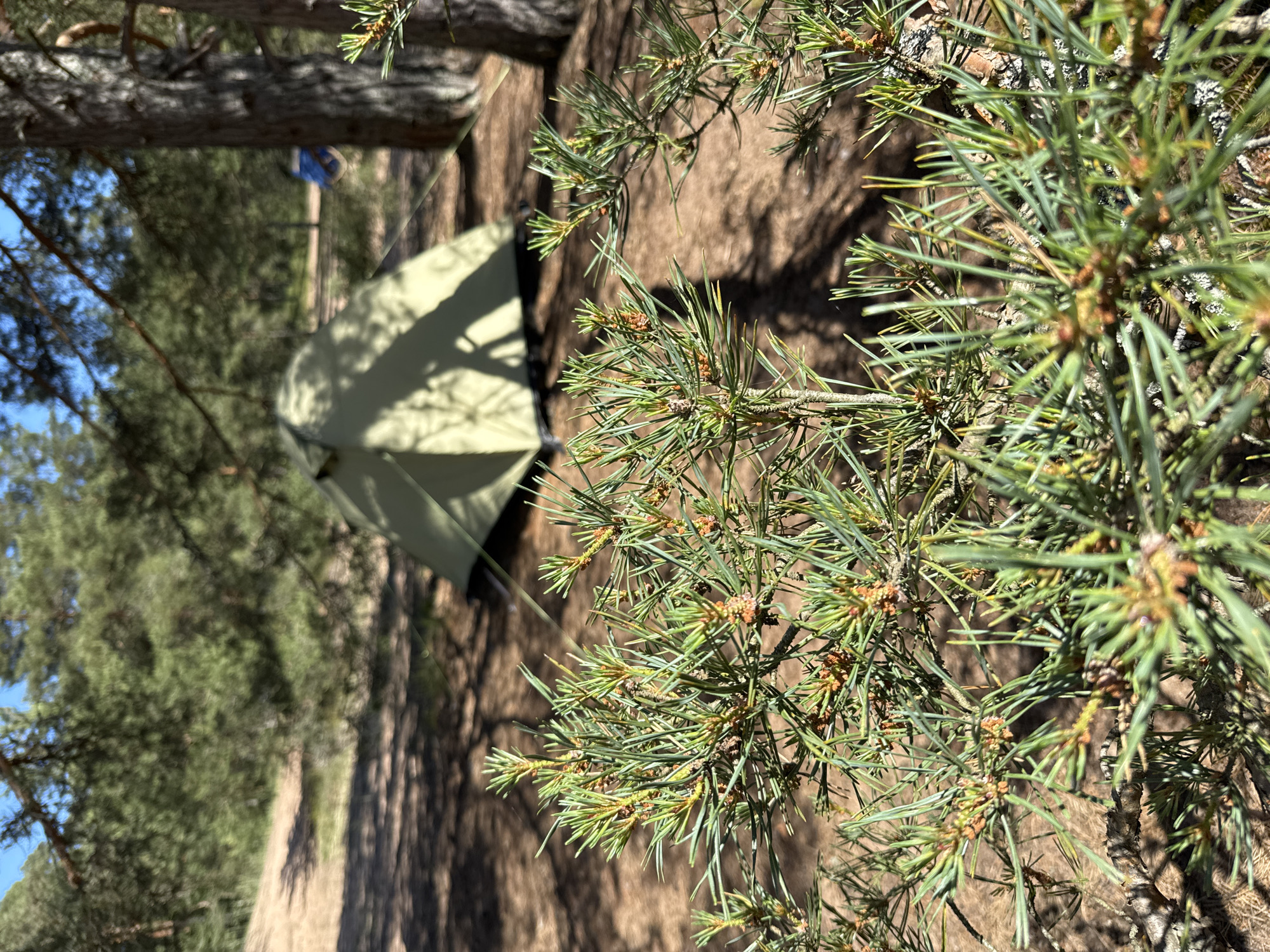 A tent is set up in a forest campsite. The tent is a light green color and is partially obscured by pine branches in the foreground. The forest floor is covered in pine needles and dirt, with dappled sunlight casting shadows. Pine trees surround the campsite, with one large tree trunk visible to the right of the tent. The sky above is blue with a few wispy clouds. In the background, a blue object, possibly a backpack or another piece of camping gear, is visible near another tree. The scene depicts a peaceful, outdoor setting suitable for camping.