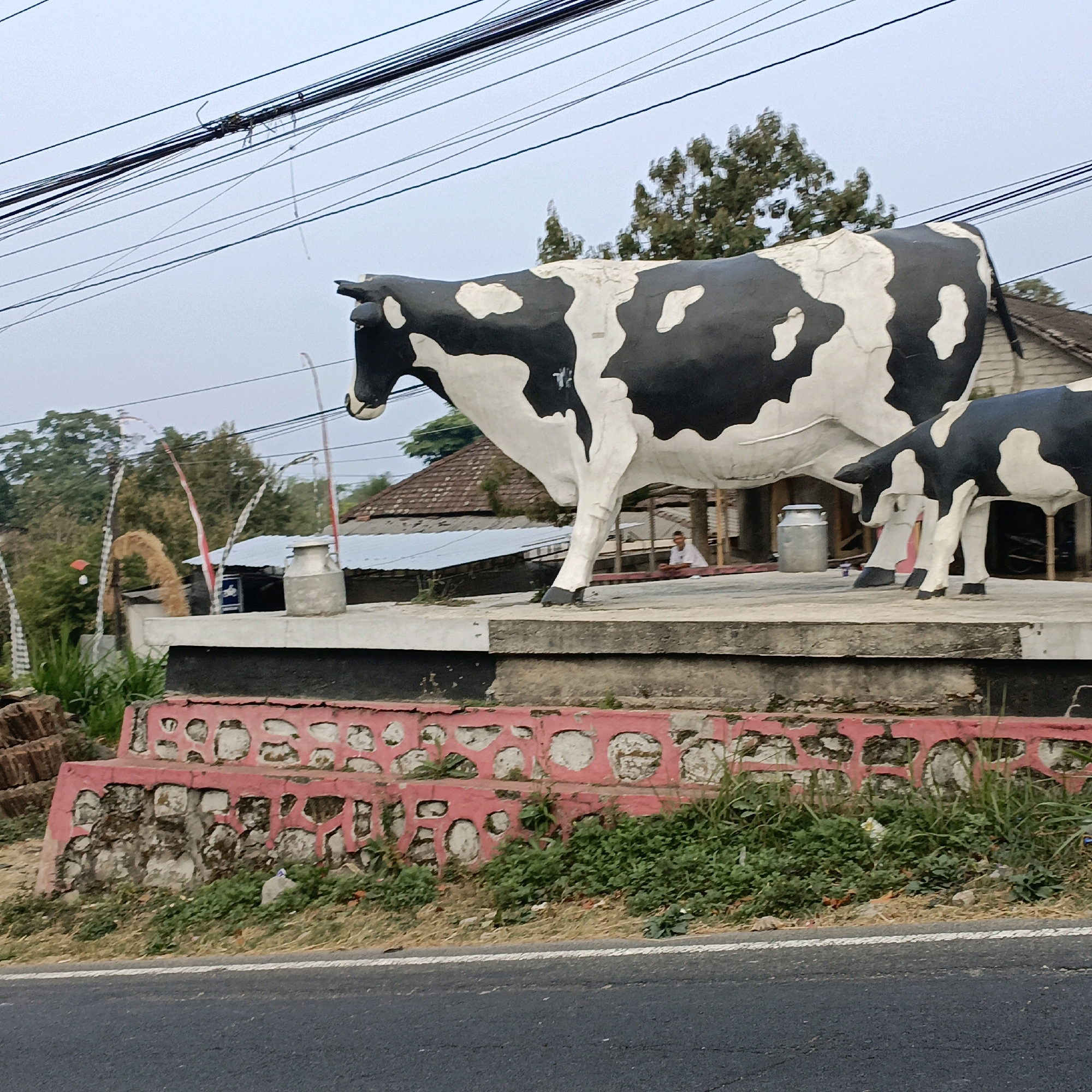 In Sumogawe, Indonesia, large black and white cow statues are prominently displayed on a raised platform. The statues appear to be made of concrete and are positioned outdoors. In the background, there are buildings with tiled roofs and trees. Overhead, numerous electrical wires are visible, crisscrossing the sky. The foreground shows a roadside embankment with a red and grey stone wall, overgrown with grass and vegetation. A paved road runs in front of the embankment. A person is visible sitting in the background under a shelter.