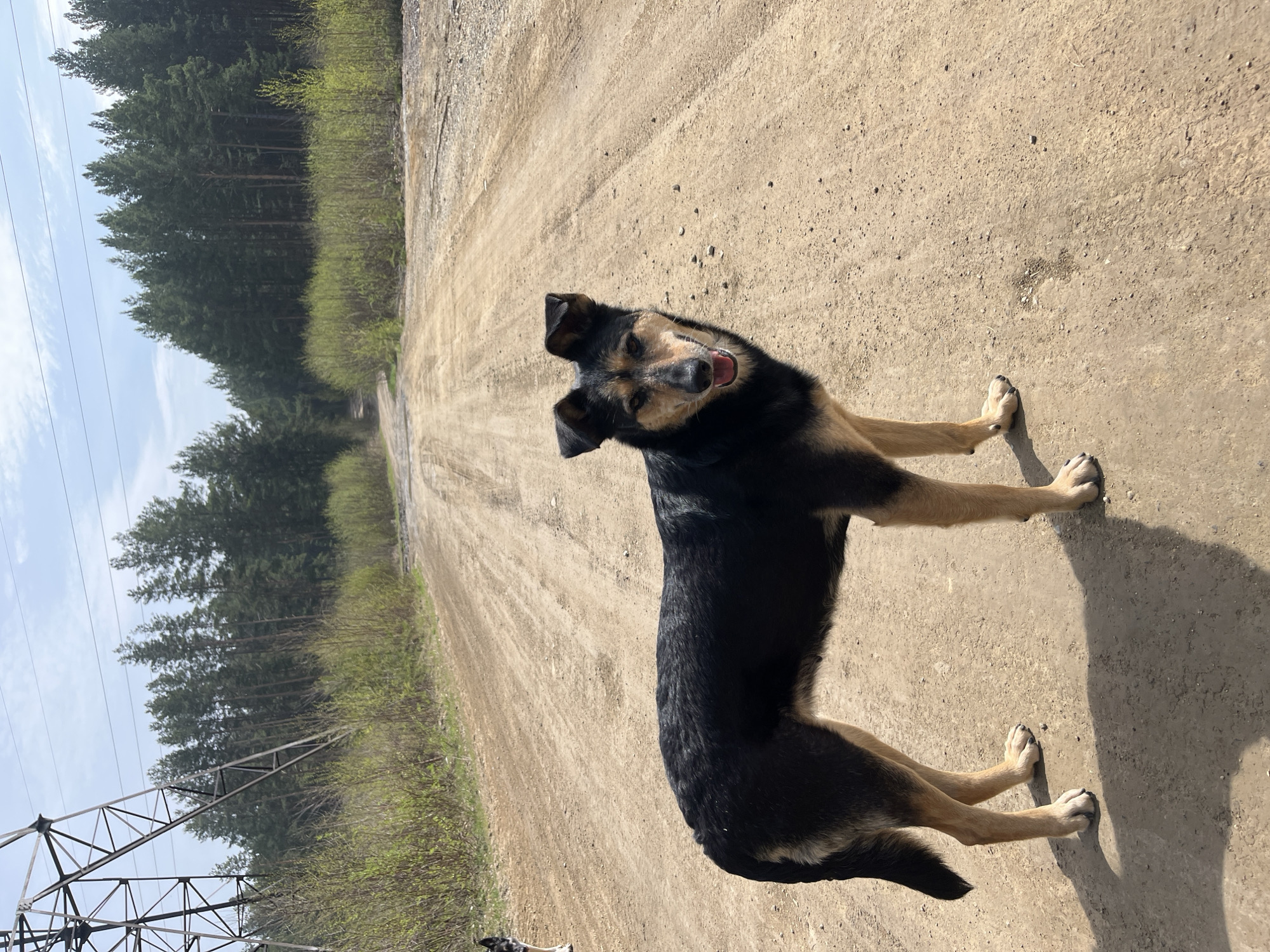 A medium-sized black and tan dog stands on a dirt road. The dog is facing the viewer with an open mouth, seemingly panting or smiling. The road stretches into the distance, lined with green vegetation and a dense forest on the left. A power line tower is visible in the lower left corner. The location is likely in a rural or semi-rural area near Nizhny Tagil, Russia, based on the landscape. The dog is casting a shadow on the road.