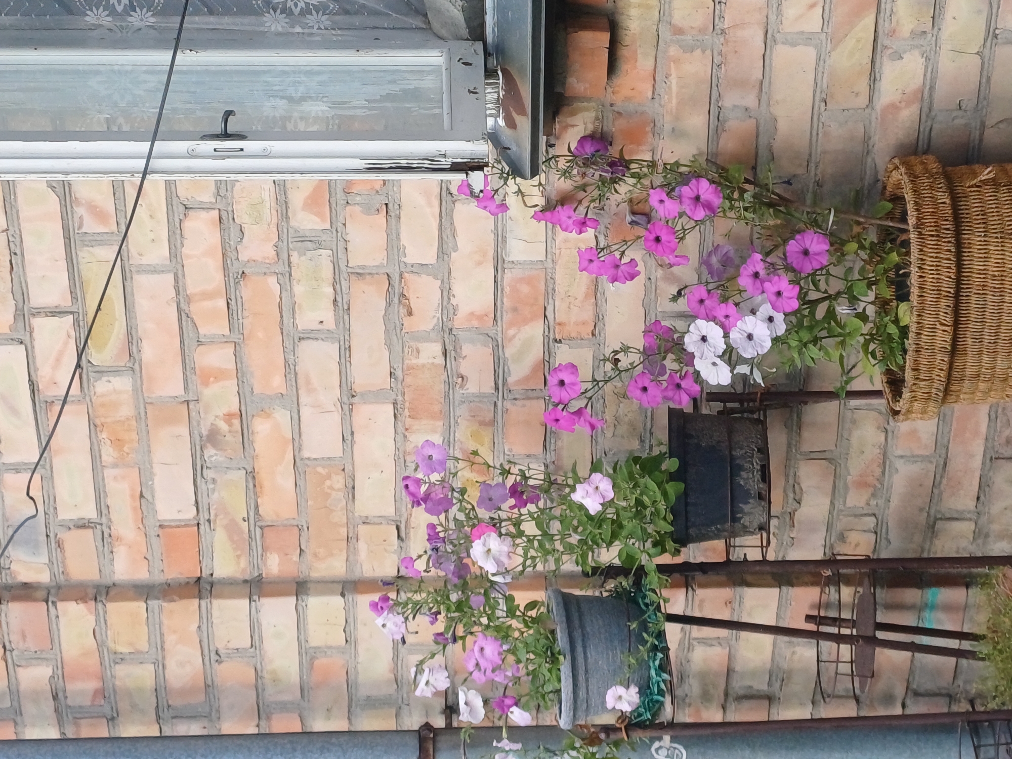 The image shows a close-up view of a brick wall with several potted petunia plants in front of it. To the right, a portion of a window with a patterned curtain is visible. The brick wall is made of light-colored bricks with some variations in hue. A metal pipe runs vertically along the left edge of the image. The petunia plants have pink and white flowers and green foliage. They are arranged in different pots, including a dark gray pot on a metal stand, a black pot on a lower shelf of the same stand, and a large woven basket. A thin wire runs diagonally across the upper portion of the image. The scene appears to be an outdoor setting, possibly a courtyard or balcony, in Sulymivka, Ukraine.