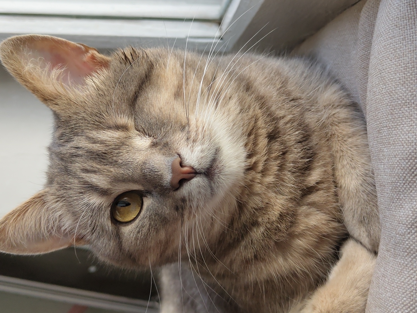 A tabby cat with one eye open and the other closed is the subject of this close-up, eye-level shot. The cat is looking directly at the camera with its left eye, which is yellow-green. Its fur is a mixture of gray, brown, and tan stripes. The cat is lying down on a beige, textured surface, possibly a cushion or blanket. The background is out of focus, but a window with white blinds is visible on the right side of the image. The lighting suggests natural daylight, casting a soft glow on the cat's face. The image is cropped tightly on the cat's head and chest, with its paws tucked beneath it. There are no other visible subjects or objects in the frame, and the scene appears to be indoors. The location is unknown, as is the city.