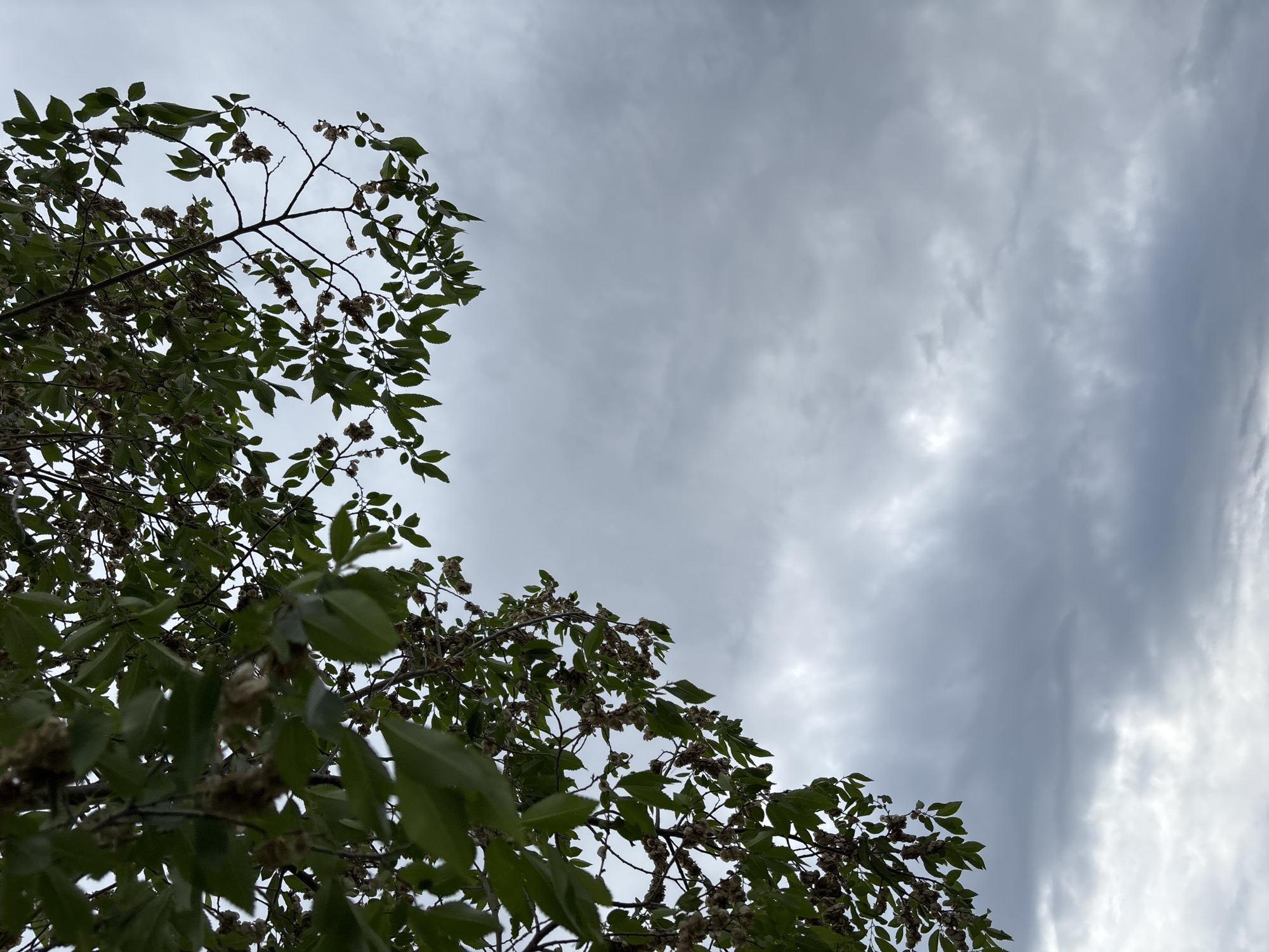 An over-the-shoulder shot from a low angle looks up at an overcast sky through the branches of a tree. The branches, heavy with dark green leaves and some dried seed pods, occupy the upper left quadrant of the frame. The majority of the image is filled with a gray sky, marked by soft, diffused clouds. The scene appears to be outdoors in a natural environment, with no visible man-made structures or people. The lighting suggests a cloudy day.