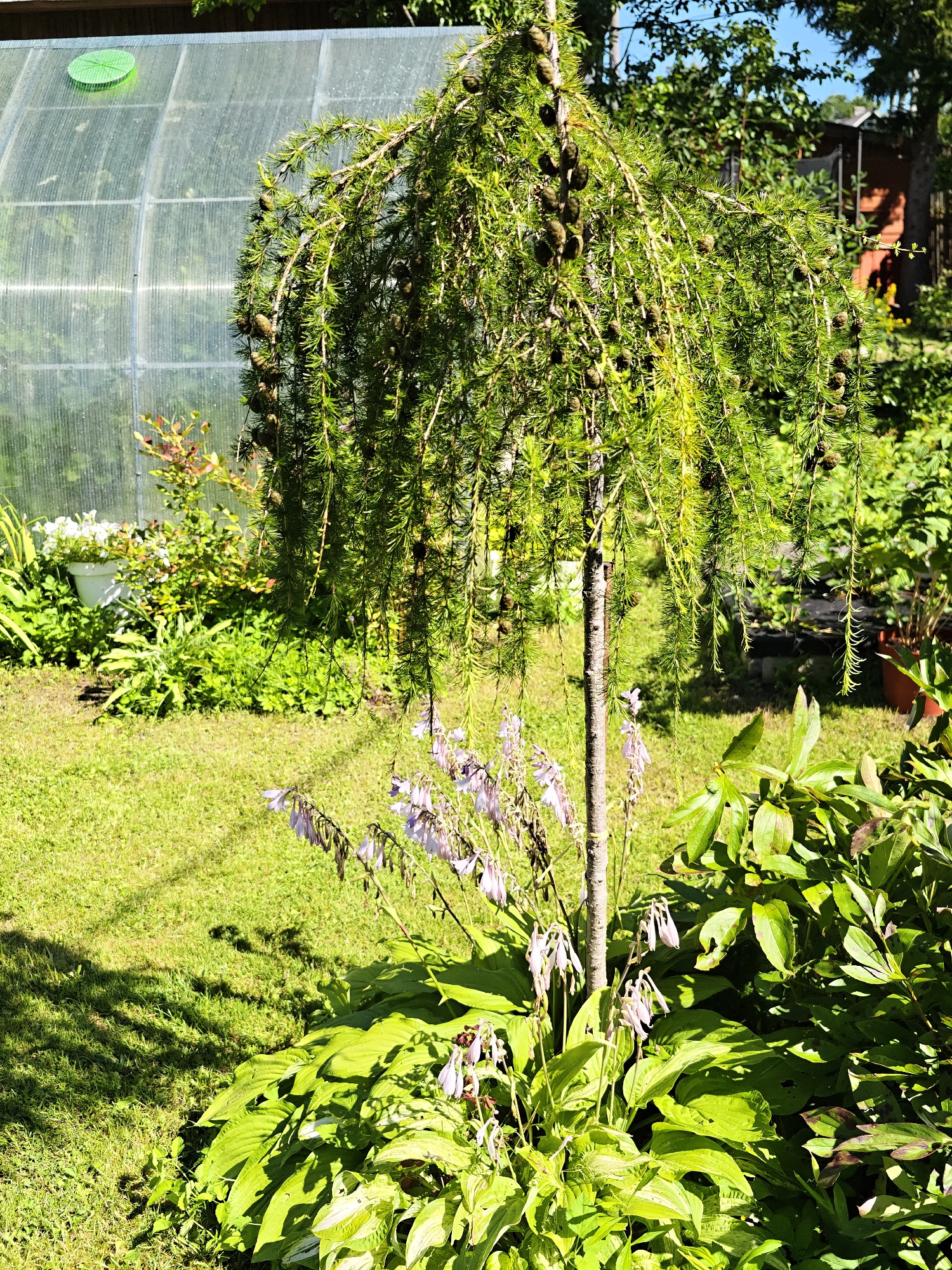 In Dubki, Russia, a sunlit backyard features a weeping larch tree with numerous small cones, its branches cascading downwards. Behind the tree, a transparent greenhouse with a green vent is visible. The foreground is dominated by large, lush green hosta plants and delicate, pale purple bell-shaped flowers. The ground is covered in a vibrant green lawn, dappled with shadows from the tree and surrounding foliage. In the background, more trees and a reddish-brown structure can be seen. The overall scene depicts a well-maintained garden on a clear day.