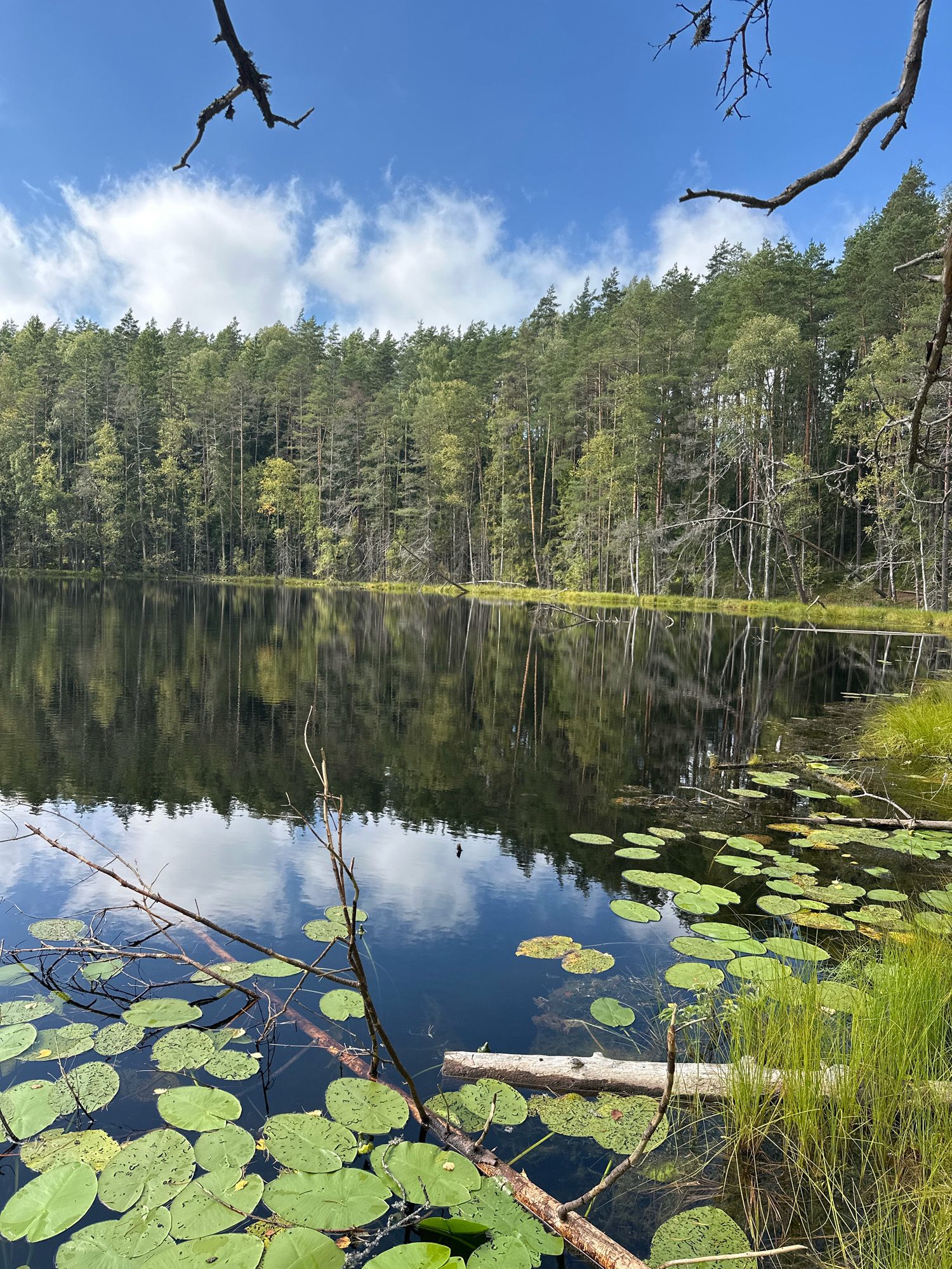 The image depicts a tranquil natural scene at a lake in Свірскі сельскі Савет, Belarus. The foreground is dominated by a dark body of water filled with numerous green lily pads and scattered fallen branches. Tall, green grass grows along the right bank of the lake. In the background, a dense forest of evergreen trees lines the opposite shore, their reflections creating a mirrored image on the calm surface of the water. The sky above is a vibrant blue with scattered white clouds. The overall atmosphere is peaceful and serene, showcasing the natural beauty of the Belarusian landscape.
