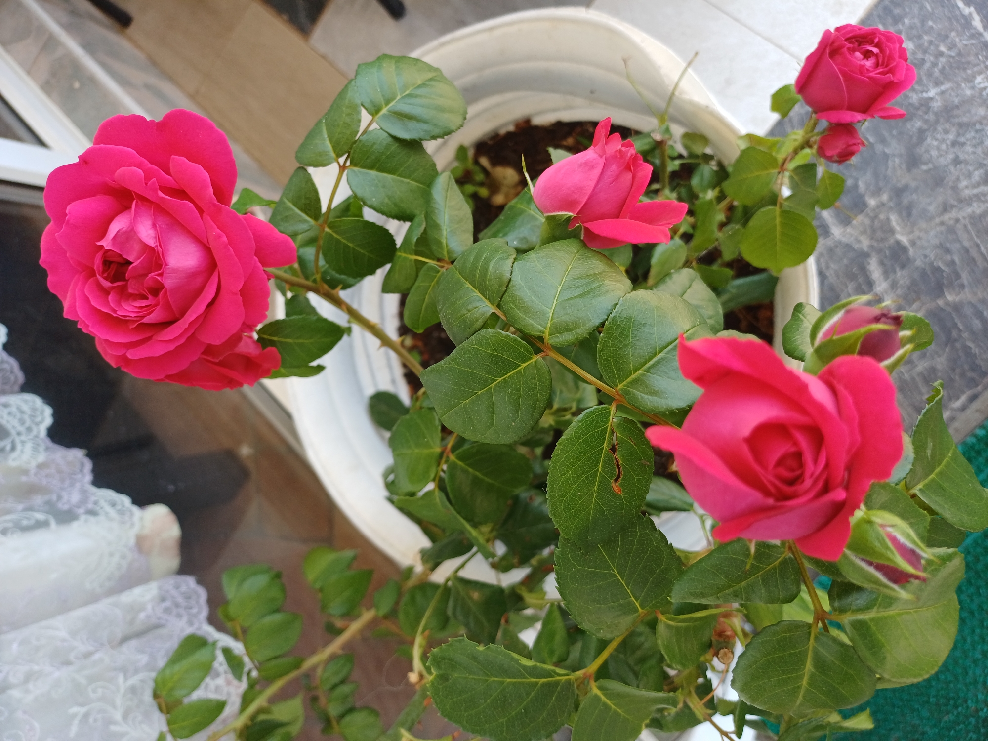 In the city of Sochi, Russia, a potted rose bush with bright pink flowers is displayed. The bush has multiple blooms, some fully open and some in bud, surrounded by lush green leaves. The pot is white and appears to be made of plastic. The background shows a hint of a white lace curtain and a balcony or patio area with a tiled surface. The lighting suggests an outdoor setting during the day.