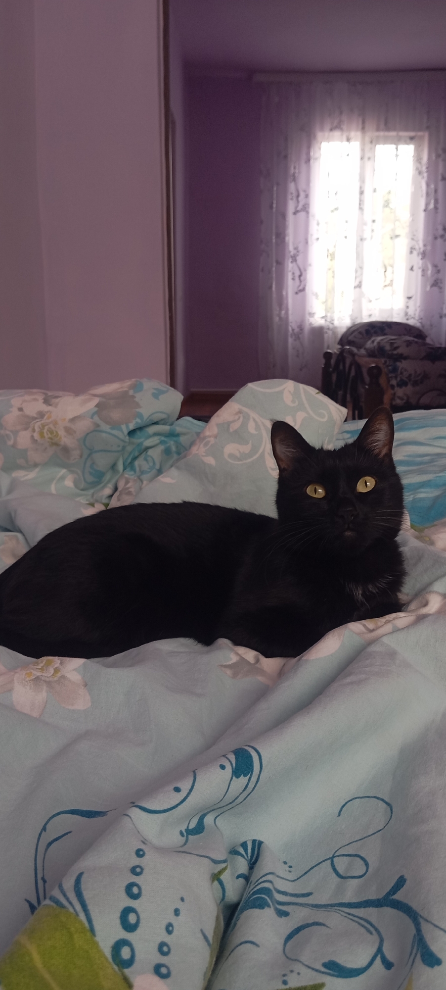 A black cat with yellow eyes is lying on a bed with light blue floral patterned sheets. The cat is in the center of the frame, facing the camera. The background is blurred, showing a window with white curtains and a glimpse of furniture. The room appears to be a bedroom.