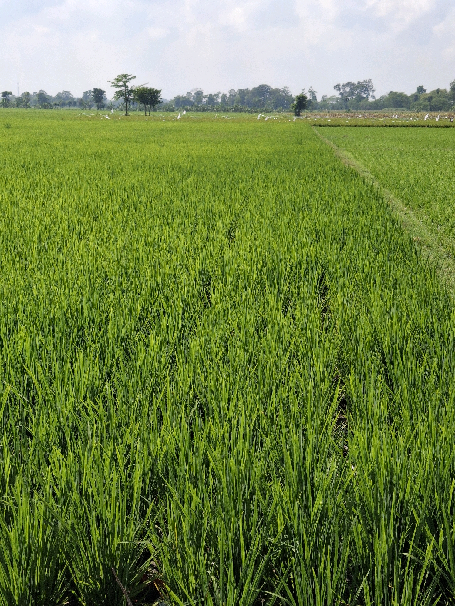 The image depicts a vast, verdant rice paddy field under a partly cloudy sky. The foreground is dominated by lush green rice stalks, extending as far as the eye can see. A clear pathway, possibly a border between fields, runs diagonally through the midground from the lower right corner towards the center. In the background, a line of trees forms a distant horizon, with a few solitary trees standing out within the paddy. White objects, possibly scarecrows or flags, are sparsely scattered across the field in the distance. The scene is a serene agricultural landscape, indicative of rural Indonesia, specifically the village of Jogotrunan.
