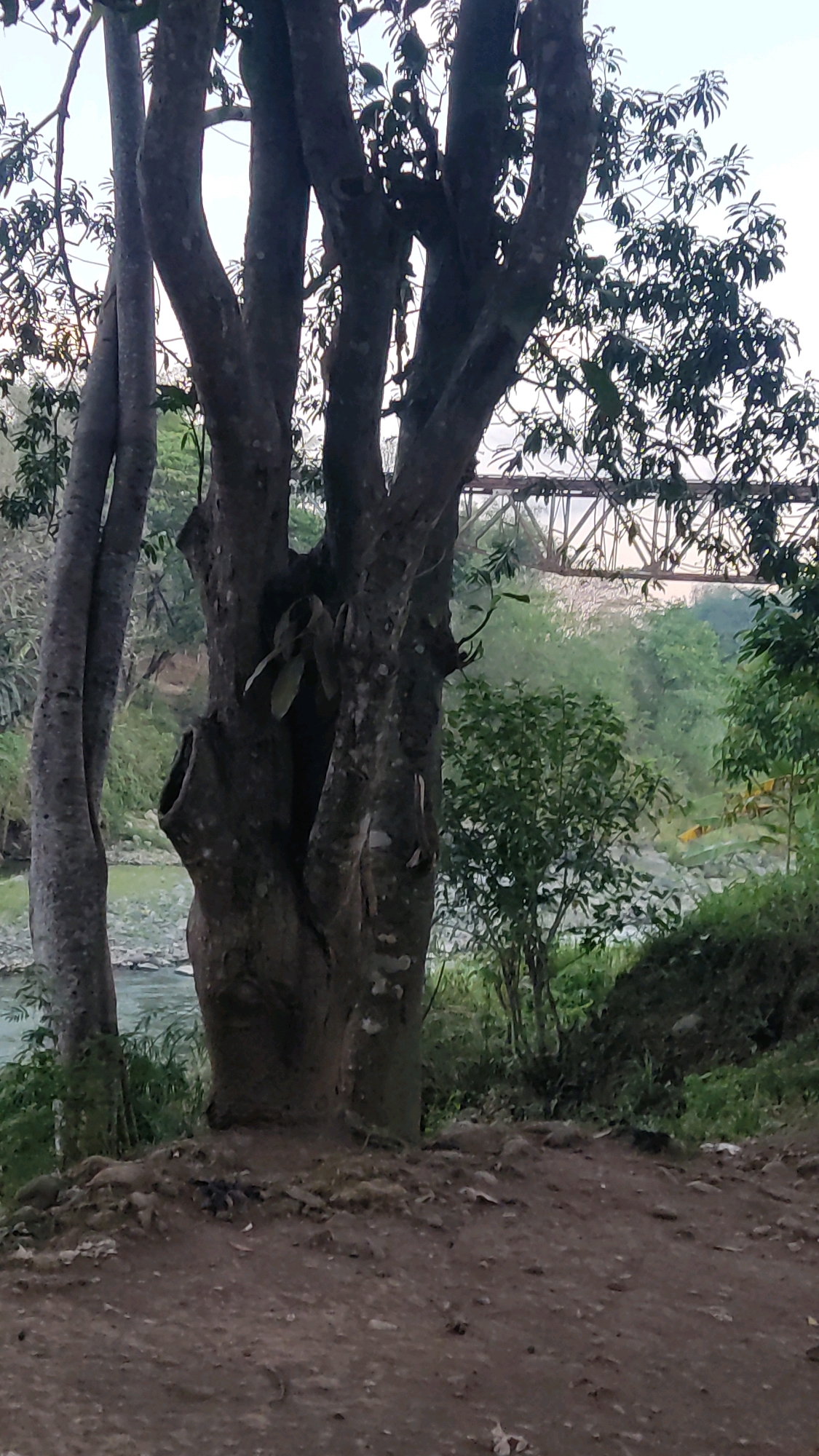 A medium shot captures a large, weathered tree with a hollowed-out trunk in the foreground. Its thick, gnarled branches extend upwards, sparsely populated with dark green leaves against a pale sky. To the left of this main tree, two slender, smooth-barked trees stand close together. In the mid-ground, a body of water, possibly a river, flows gently, with a bridge structure visible in the distance, spanning the landscape. The bridge is a network of metal girders. The surrounding environment is lush with various green foliage, including bushes and trees, indicating a natural or semi-natural setting. The ground in the immediate foreground is covered in dirt and small stones. This scene is located in Kranggan, Indonesia.