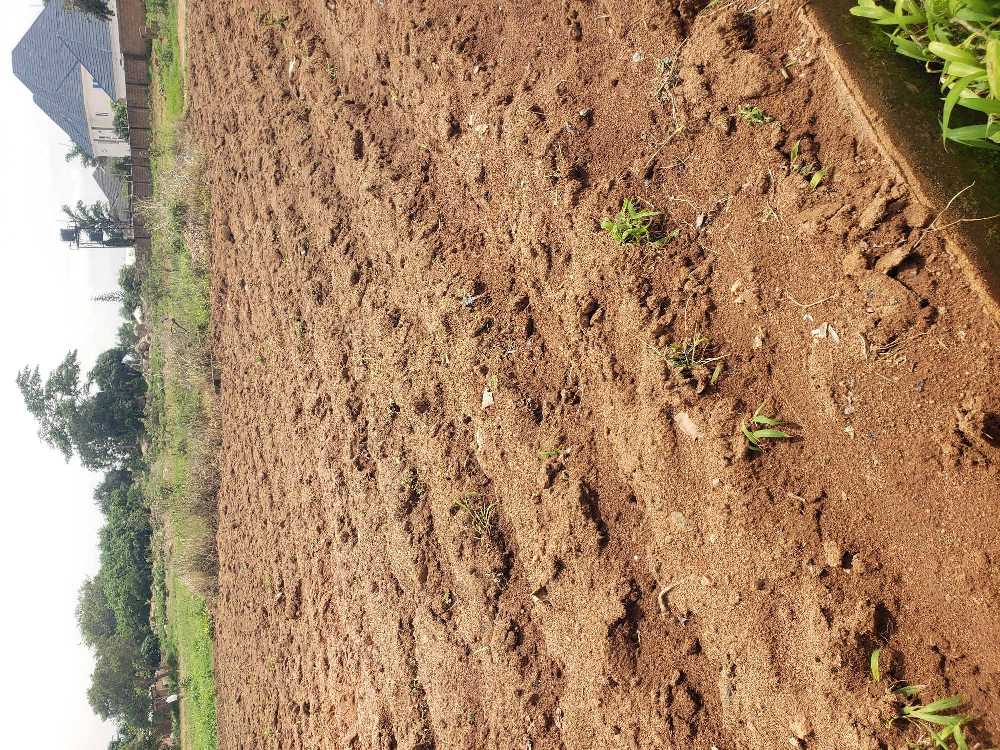 The image shows a freshly tilled field in Rayfield, Nigeria, with rows of soil prepared for planting. The soil is a reddish-brown color and appears dry. There are a few small green shoots emerging from the soil, indicating that some planting has already occurred or that dormant seeds are beginning to sprout. In the background, there are trees, some vegetation, and buildings, including a house with a blue roof and a water tower. The sky is overcast. There are no people or animals visible in the image.