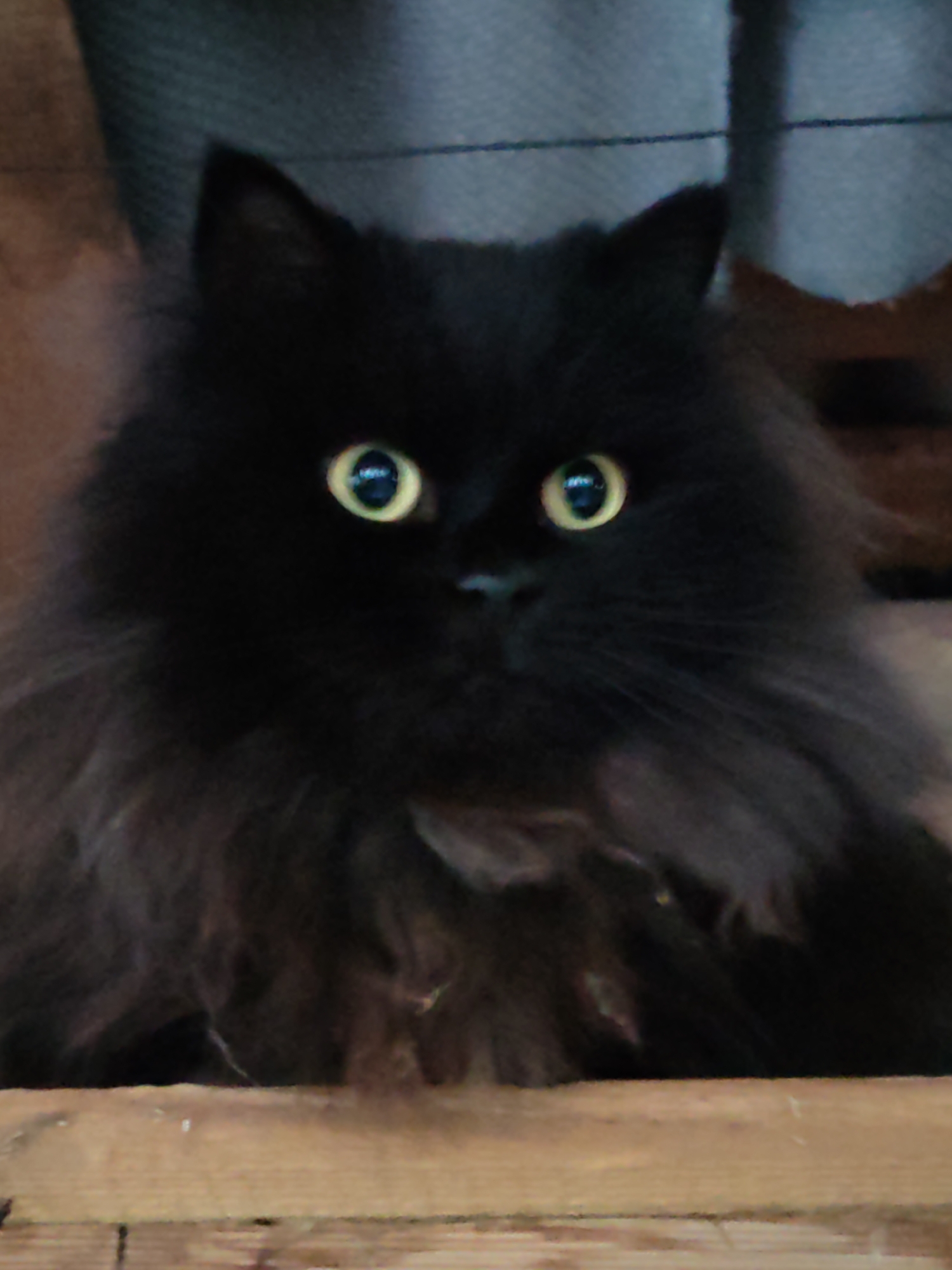 A fluffy black cat with bright yellow eyes is the subject of this close-up, slightly blurry photograph. The cat is positioned in the center of the frame, looking directly at the camera. Its fur is long and appears soft, creating a voluminous mane around its face. The background is dark and out of focus, with hints of grey fabric and brown wood. The foreground shows a wooden surface with a visible grain, suggesting the cat is resting on or near it. The lighting is dim, with the cat's eyes being the most illuminated feature. The image quality is low, with visible digital noise and a lack of sharp detail. The location in the city of Чухлэм, Russia cannot be determined from the visual information provided in the image.