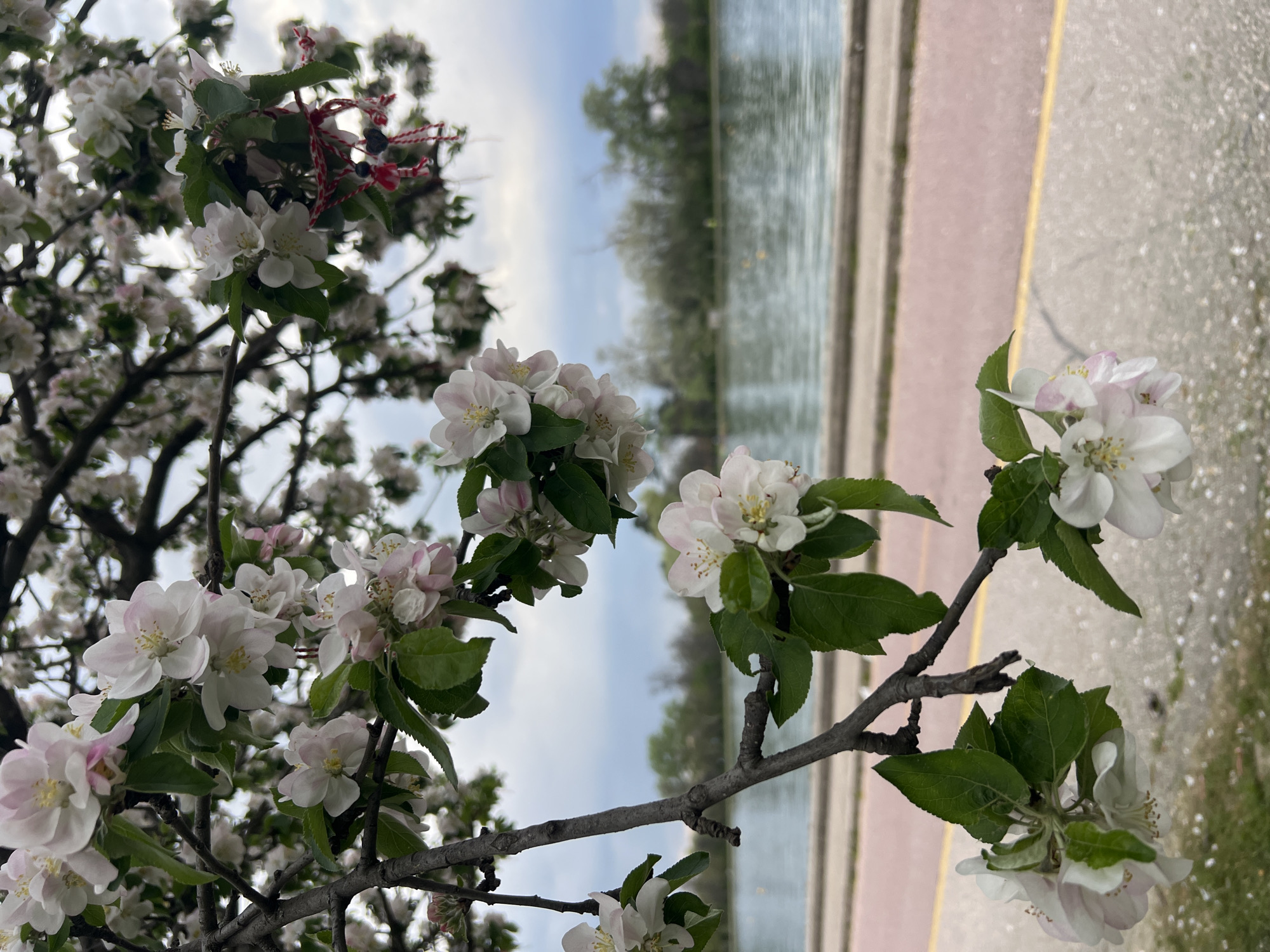 This outdoor image, captured in Plovdiv, Bulgaria, presents a serene scene dominated by blooming tree branches in the foreground. The branches are laden with delicate white and light pink flowers, characteristic of apple or cherry blossoms, each featuring subtle yellow stamens. Lush green leaves are interspersed among the clusters of flowers.
A prominent cultural detail is visible in the upper left section: a red and white braided string, clearly identifiable as a Martenitsa, tied to one of the branches. This adornment signifies the arrival of spring in Bulgarian tradition.
In the midground, a tranquil body of water, likely a canal or a wide pond, stretches across the frame, reflecting the overhead sky and distant trees. The water's surface shows gentle ripples. Beyond the water, a line of green trees extends into the background under a soft blue sky with scattered clouds. To the right, a paved area, possibly a sidewalk or path, with a yellow dividing line, suggests a public park or garden setting.
The image portrays a peaceful daytime scene during springtime, with no human activity. The lighting is soft and natural, indicating pleasant weather. No visible text is present in the photograph.