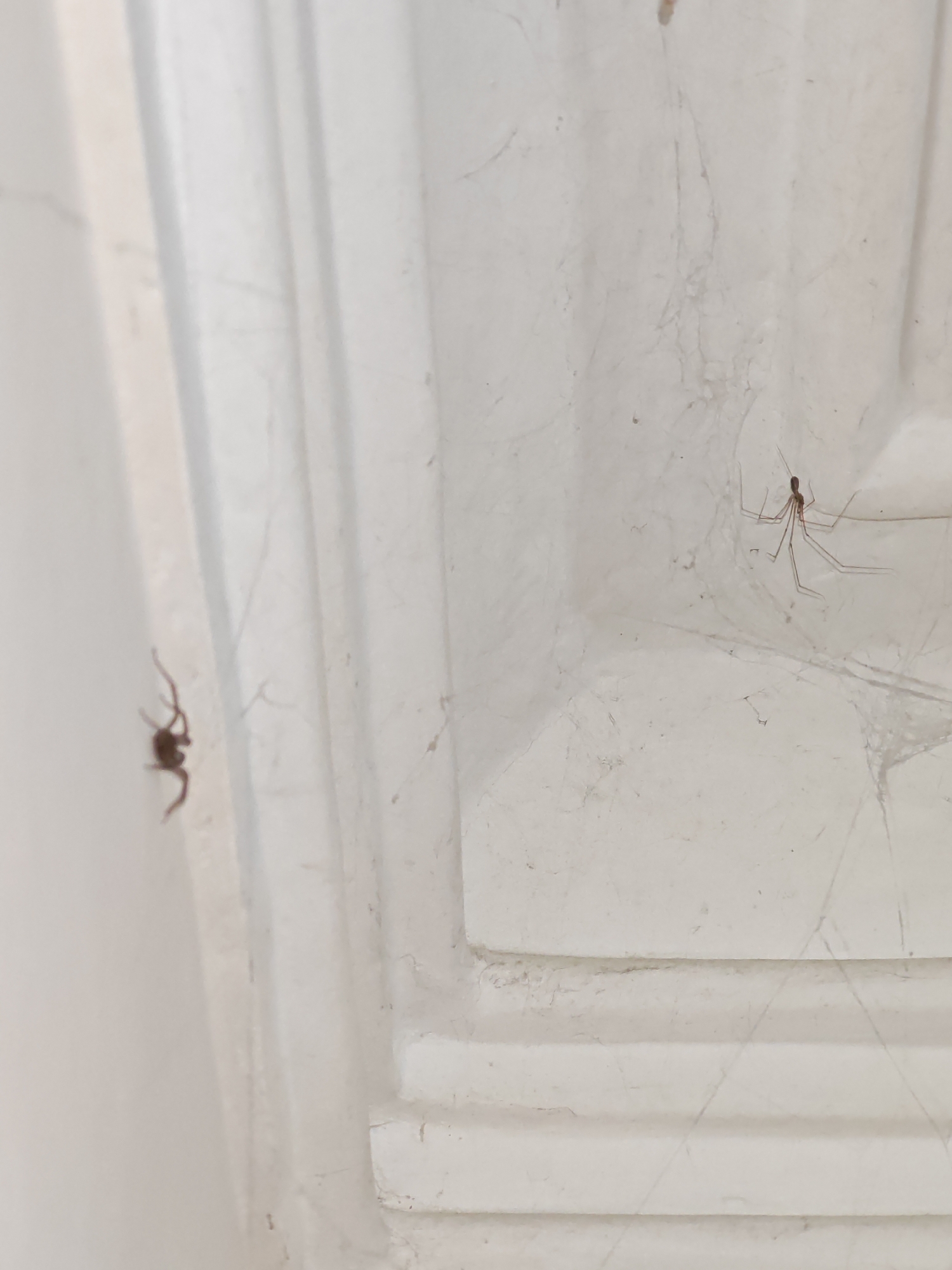 The image shows two spiders on a white, textured surface that appears to be a wall or ceiling with vertical indentations and some cobwebs. On the left side of the frame, a small, dark spider with a rounded body and thin legs is visible. To the right, a larger, lighter-colored spider with very long, slender legs is positioned in a web. The scene is dimly lit, with the white surface reflecting the light, creating a muted and somewhat hazy atmosphere. The image composition focuses on the spiders and their immediate surroundings, with the background being out of focus. There is no visible text, and the time of day or weather conditions cannot be determined from the image. The location is identified as Vanadzor, Armenia, but there are no specific visual cues in the image to confirm this.