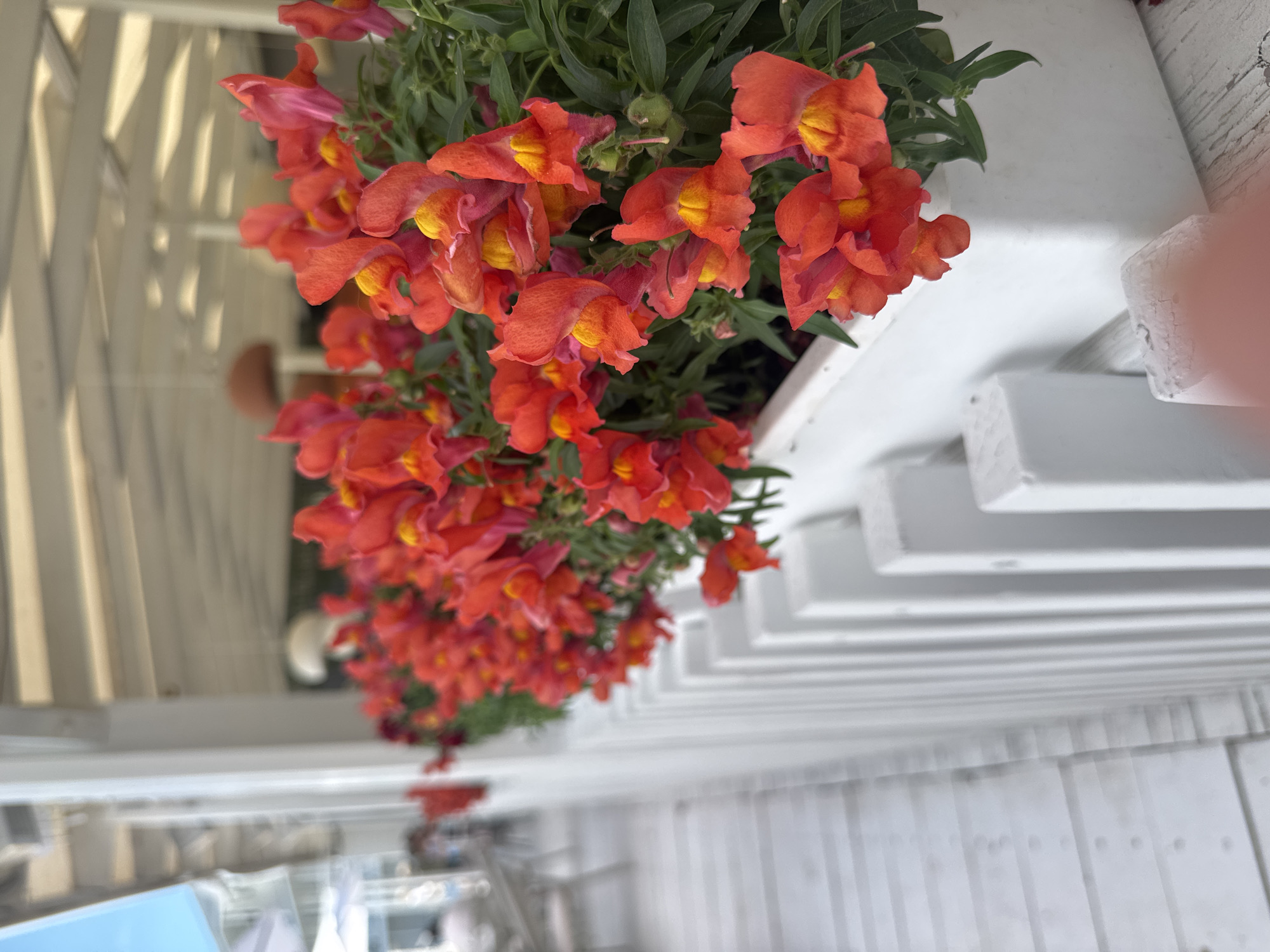 The image captures a close-up view of bright orange and yellow snapdragon flowers in a white planter box. The planter is positioned along a white railing that runs parallel to a wooden deck or boardwalk. In the background, a white structure with an overhead canopy is visible, suggesting an outdoor seating area, possibly a cafe or restaurant. The overall scene is bright and airy, with a hint of blue sky in the upper left corner, implying a pleasant day. The location is identified as Odesa, Ukraine, which, given the architectural style and proximity to the sea often associated with Odesa, could be a seaside establishment. There are no people clearly visible in the immediate foreground or midground, though some indistinct figures and furniture are present in the blurred background, suggesting the presence of other patrons or staff. The focus is predominantly on the vibrant flowers and the clean, white outdoor setting.