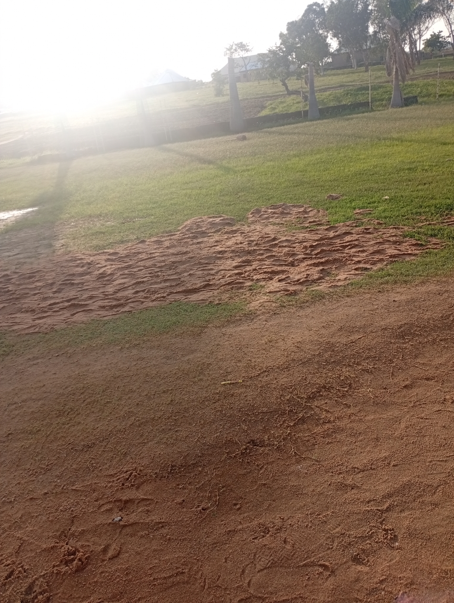 The image depicts an outdoor scene, likely in Jalingo, Nigeria, during the late afternoon or early evening. The sun is low in the sky, casting a bright glare that washes out much of the upper left portion of the image. The foreground is dominated by a reddish-brown sandy area, showing the textured imprint of footsteps or perhaps natural undulations in the sand. This sandy area transitions into a patch of vibrant green grass.
Beyond the grassy area, the landscape gently slopes upwards, revealing more green fields. Scattered palm trees, some appearing dry and others with full fronds, punctuate the landscape, along with other deciduous trees further in the background. A low fence made of thin wooden posts is visible, demarcating some areas. In the distance, a building with a light-colored roof can be seen, suggesting a developed area within the rural or semi-rural setting.
The overall impression is one of a quiet, open space bathed in the warm, diffused light of a setting sun. There are no people or discernible objects of specific interest, apart from the natural elements of sand, grass, and trees. The lighting and the natural features suggest a peaceful, potentially rural or suburban environment in Nigeria.