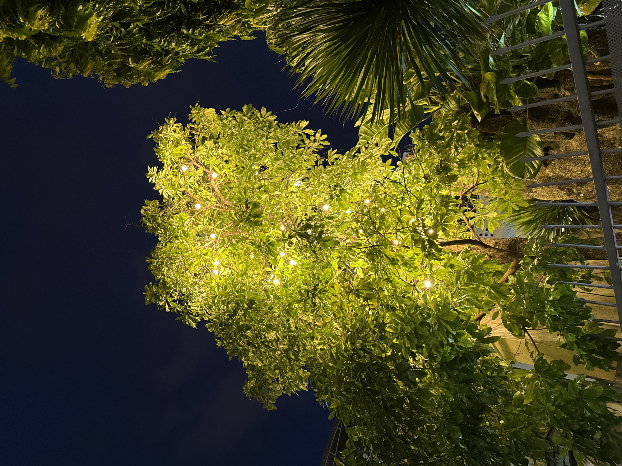In Nha Trang, Vietnam, a medium shot captures a lush tree adorned with warm, glowing fairy lights against a dark night sky. The tree's leaves are illuminated with a bright green hue, creating a festive and magical atmosphere. To the right, a spiky palm frond and other dense foliage provide a contrasting texture and color palette. A grey metal fence runs along the bottom of the frame, separating the viewer from the illuminated foliage and the stone wall behind it. The scene appears to be an outdoor setting, possibly a garden or courtyard, where the tree and its lights serve as a decorative element for evening ambiance. There are no people or specific actions depicted in the image.