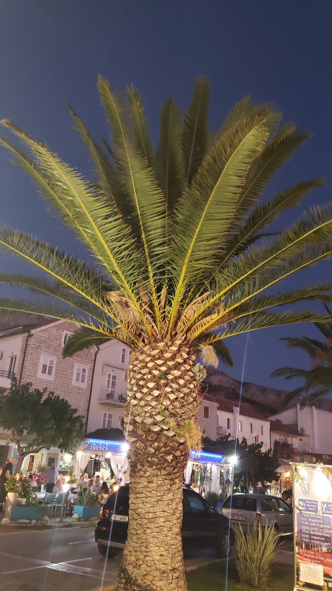 A palm tree is in the foreground with its fronds spread against a dark blue sky. Behind the palm tree, there are buildings and outdoor seating areas with people dining. The scene appears to be a street in a coastal town at dusk or night. A sign board on the right displays information about a "Fish Picnic" with a schedule and prices, suggesting a tourist-oriented location. The architecture of the buildings indicates a Mediterranean style. The overall atmosphere is that of a lively evening in a European seaside resort, likely Općina Tučepi, Croatia, known for its palm-lined beaches and tourist attractions.