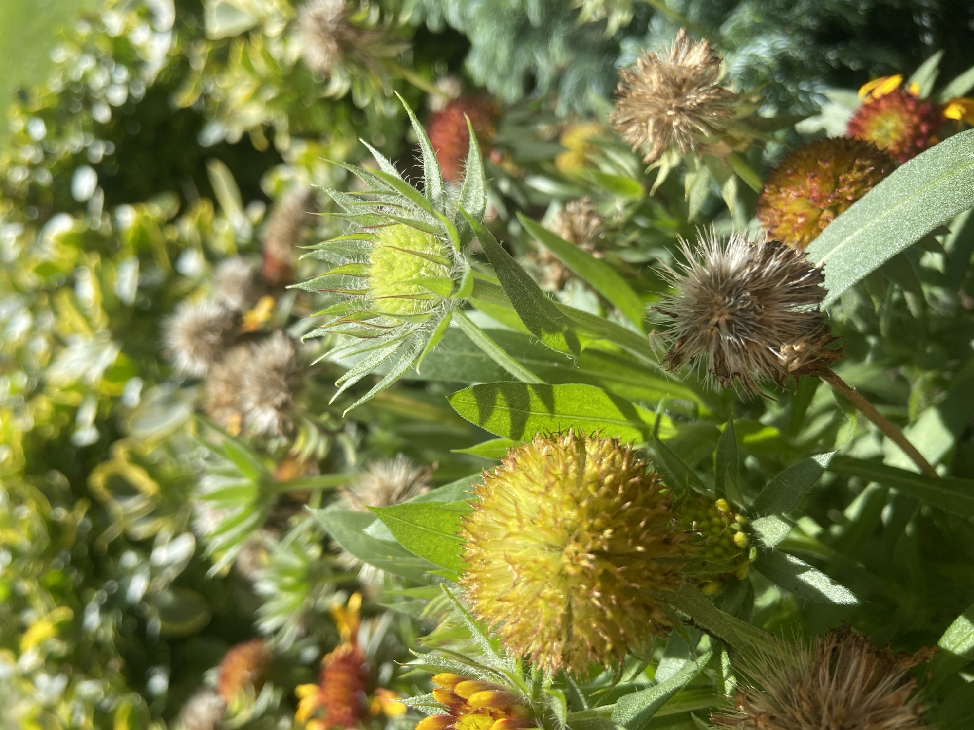 A close-up, eye-level outdoor shot captures a cluster of plants with a shallow depth of field, blurring the background foliage into soft green and yellow bokeh. In the foreground, a fully bloomed, spherical yellow flower with spiky petals is in sharp focus. To its left, another partially bloomed yellow and orange flower shows its developing petals. A green, spiky bud with delicate hairs stands prominently in the center-right of the frame, its pointed sepals unfurled. Several dried seed heads, spherical and brown with fine hairs, are scattered throughout the scene, adding texture and indicating the passage of time. The sunlight highlights the sharp edges of the leaves and petals, creating dappled light and shadow. The overall impression is one of natural growth and decay within a garden setting in Зимородок Днп, Russia.