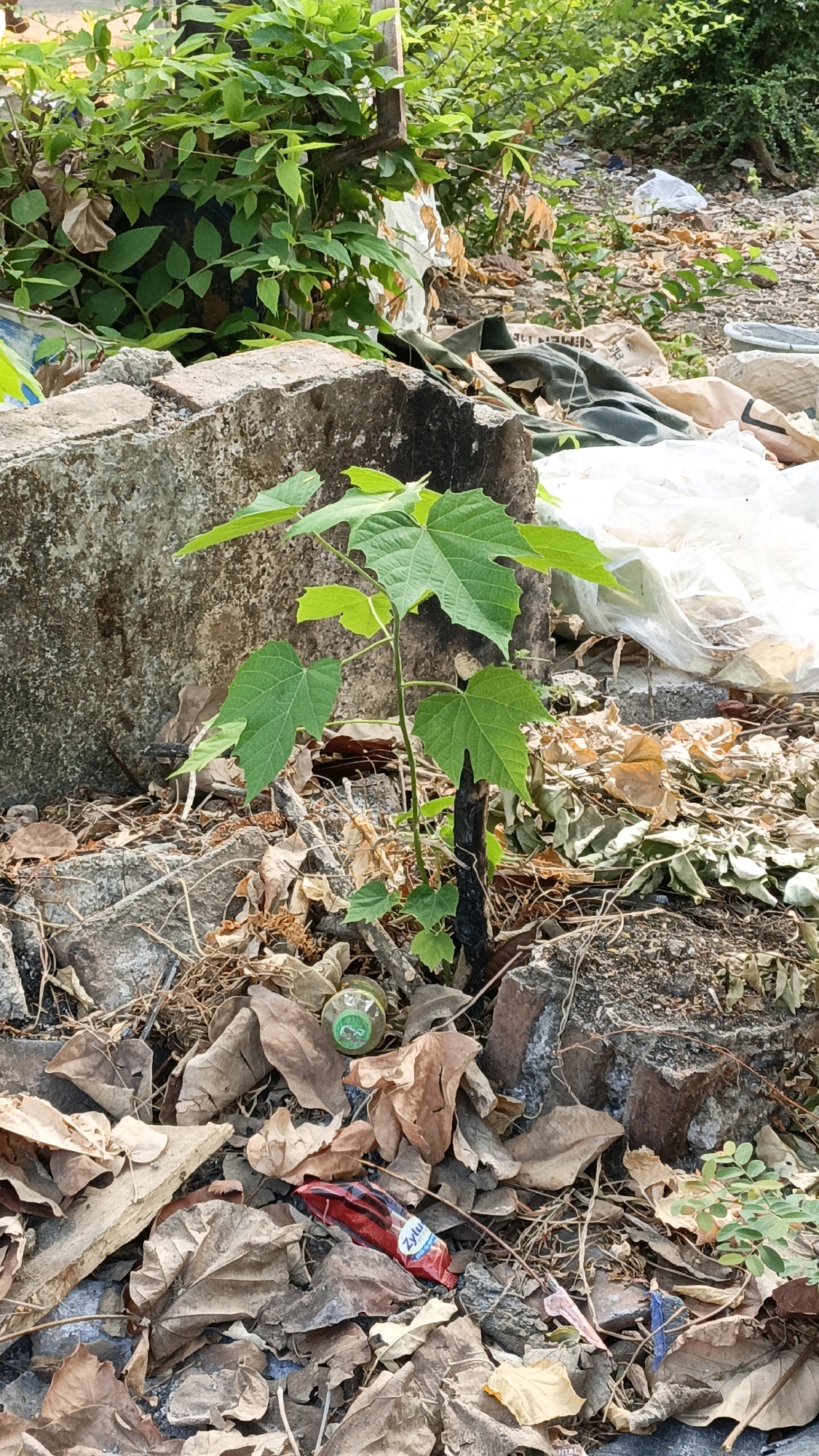 A young plant with broad, green leaves grows amidst debris. The plant's stem appears dark and somewhat scorched near its base. The ground is covered in dry, fallen leaves, broken concrete pieces, and various types of trash, including a red and silver wrapper that reads "Zylu," a clear plastic bottle with a green cap, and other unidentifiable plastic items and white sheeting. In the background, more greenery and a pile of trash are visible. The scene suggests an outdoor, neglected urban environment in Cikal, Indonesia.