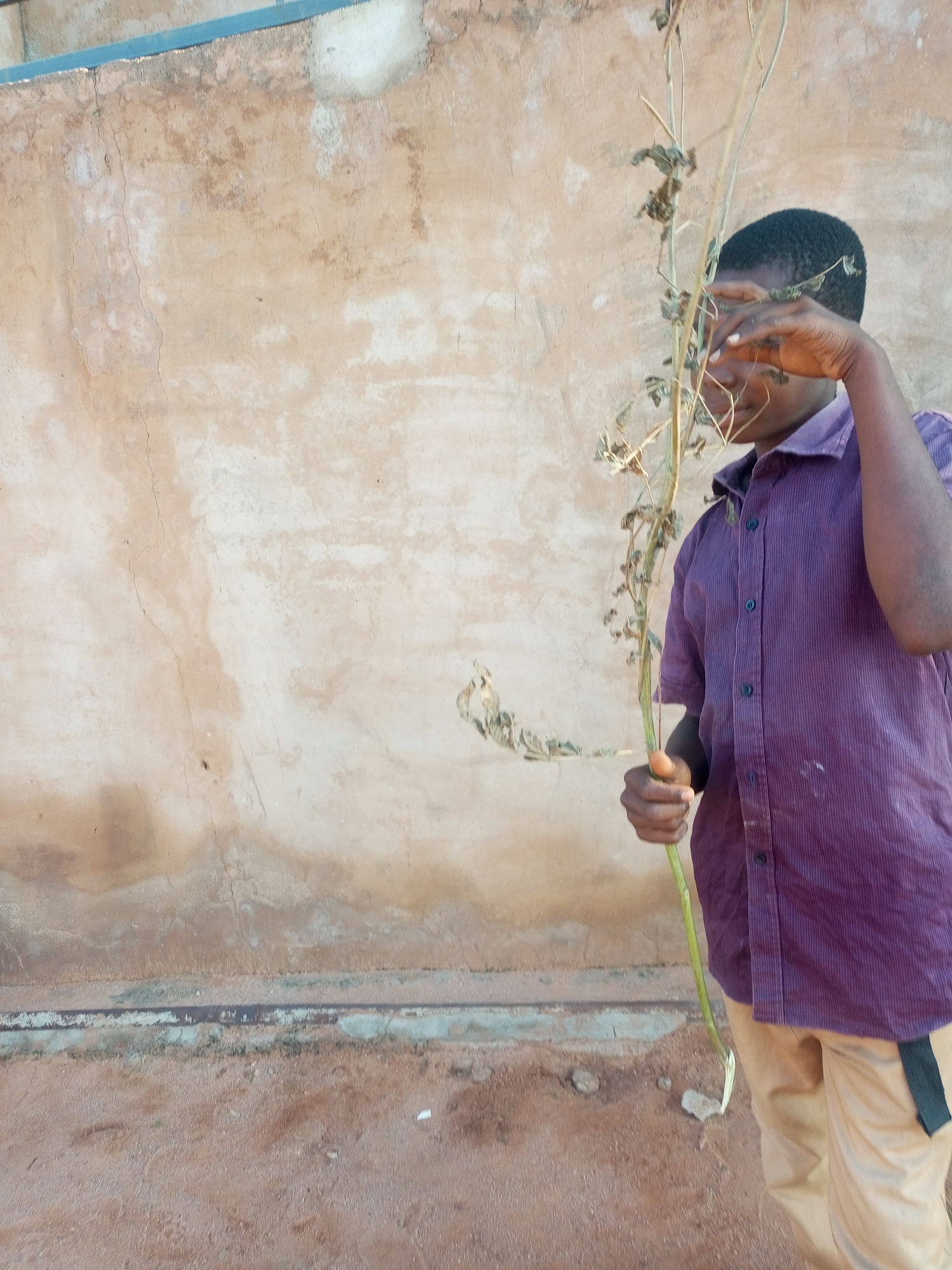 A medium shot shows a Black boy from the chest up, standing outdoors in front of a textured, light-brown wall that shows signs of age and weathering, with some darker stains and lighter patches. The boy is wearing a dark purple, striped, short-sleeved button-down shirt and tan pants. He is holding a tall, thin, dry plant stalk that extends upwards past his head. His right hand is near his face, and he appears to be looking through the plant stalk. The ground in front of the wall is a mix of reddish-brown dirt and small stones. The lighting suggests it is daytime. This scene is located in Tempure, Nigeria.