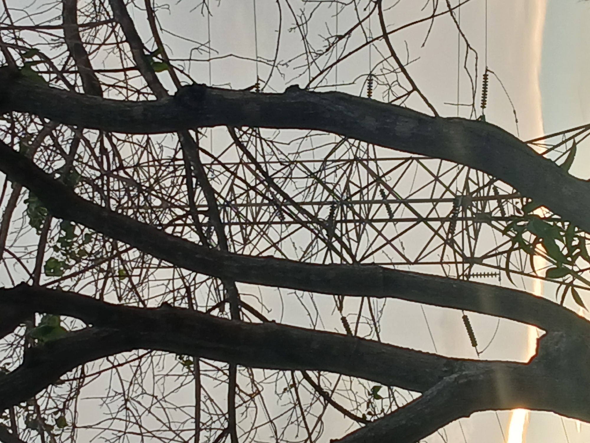 The image shows a view through tree branches towards a power line tower. The location is presumably Ciudad Guayana, Venezuela. The branches are in the foreground, obscuring parts of the tower and sky. The tower is a lattice structure. Power lines with insulators are visible, hanging from the tower. The sky is light, possibly at dawn or dusk. Some foliage is visible on the branches.