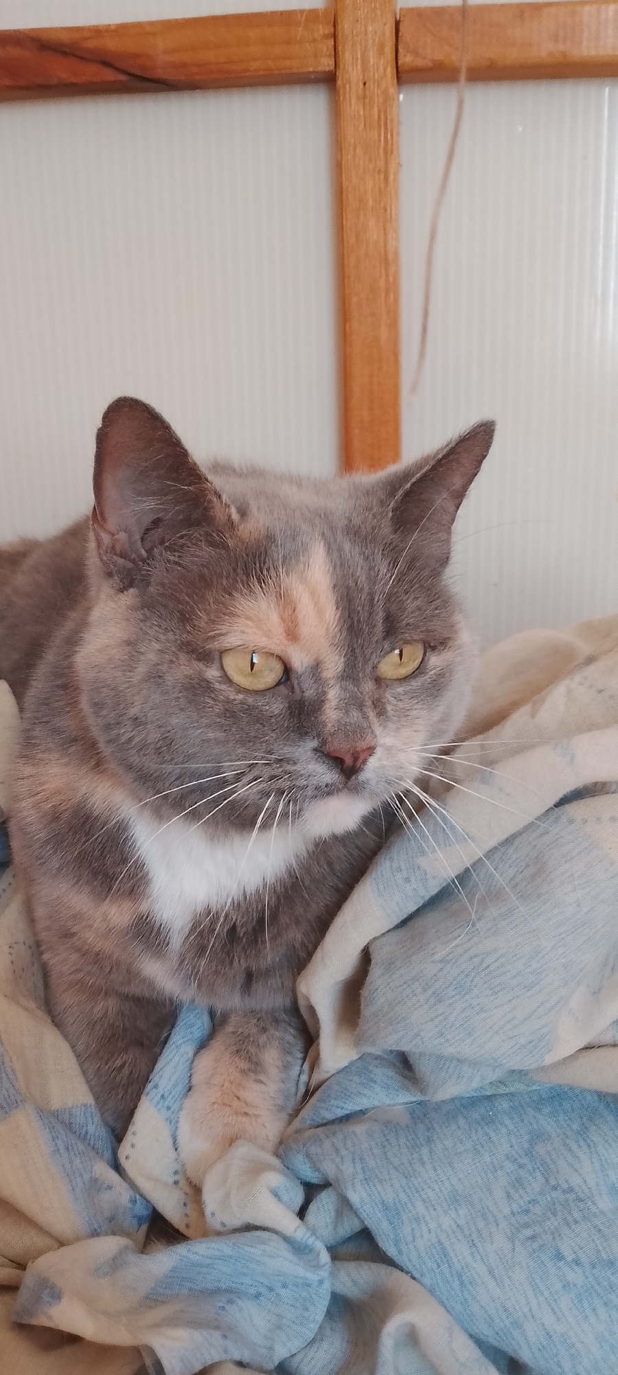 The image is a medium shot of a dilute tortoiseshell cat lying on a patterned blanket. The cat has a white bib and yellow eyes. The background is a white wall with a wooden frame. The scene appears to be indoors. There is no indication of a specific location within the city of Belgorod, Russia.