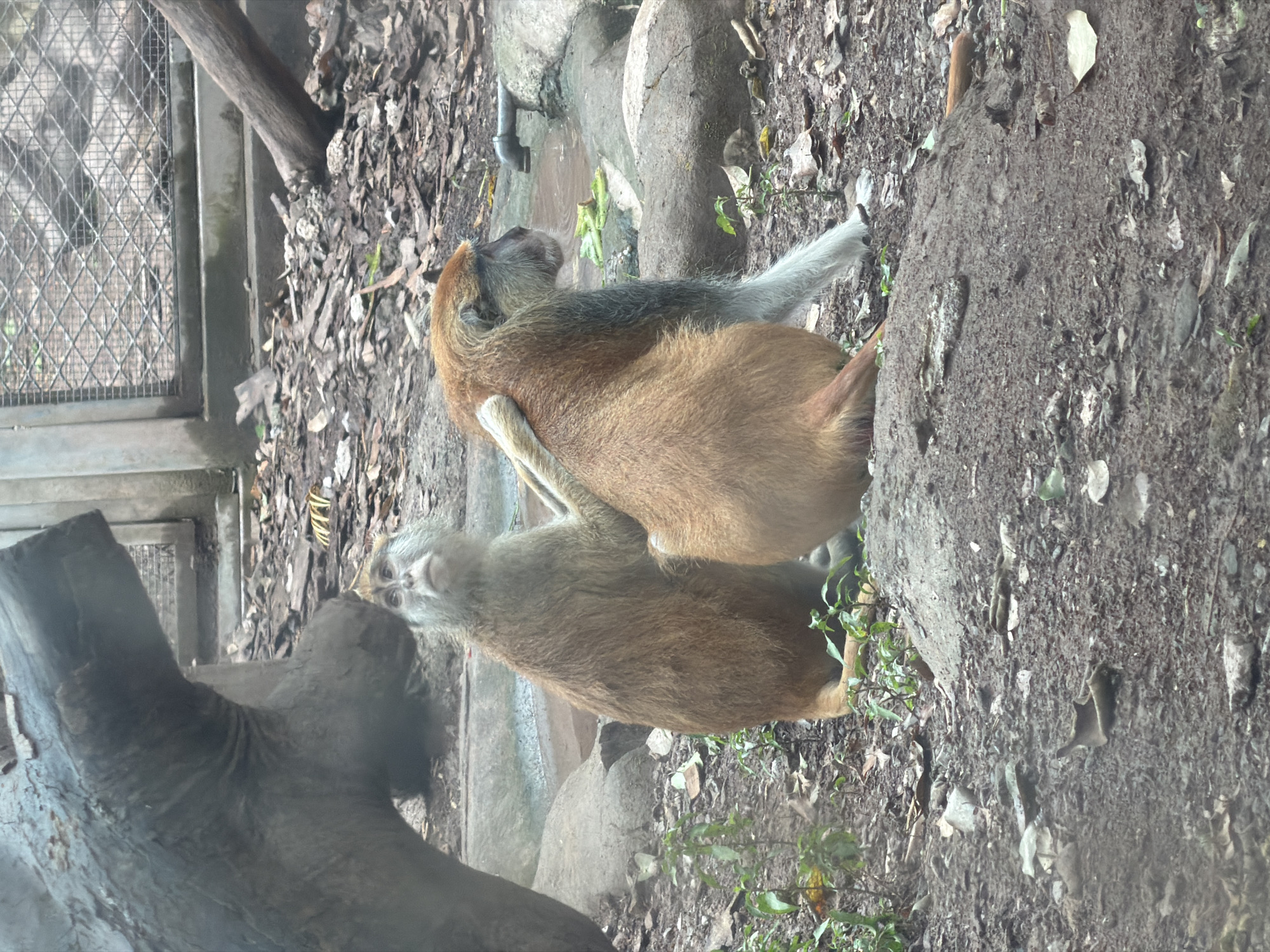Two monkeys are in an enclosure. One monkey, facing left, is grooming the back of the other monkey, which is facing away from the camera. The enclosure has a dirt floor, scattered leaves, rocks, and a small puddle of water with some green vegetation in it. A metal pipe is visible near the puddle, dripping water. A large tree trunk is in the foreground on the left. In the background, there is a fence and a concrete structure. The scene is consistent with a zoo or animal sanctuary environment within Jiulongpo District, China.