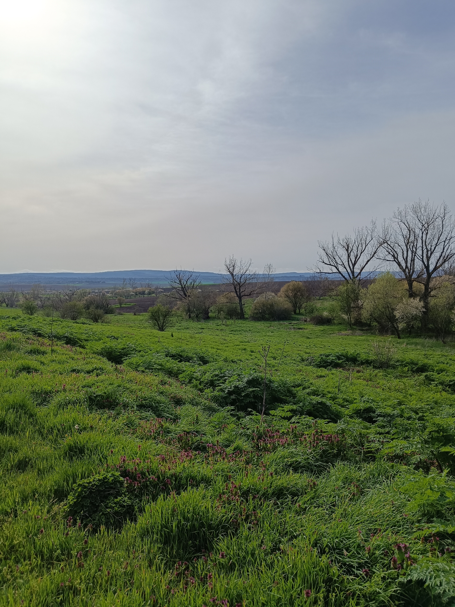 The image shows a rural landscape in what could be the vicinity of Vasil Drumev, Bulgaria, as that is the requested location context. The foreground is dominated by a field of lush green vegetation, including grass, weeds, and small purple flowers. Further back in the mid-ground are trees, some of which appear bare, suggesting early spring or late autumn. Beyond the trees, the terrain appears to rise slightly, leading to a distant, hazy horizon. The sky is overcast with grey clouds. No people are visible. The interaction is the natural interplay of plant life and the environment. There is no discernable city or town visibly within the image.