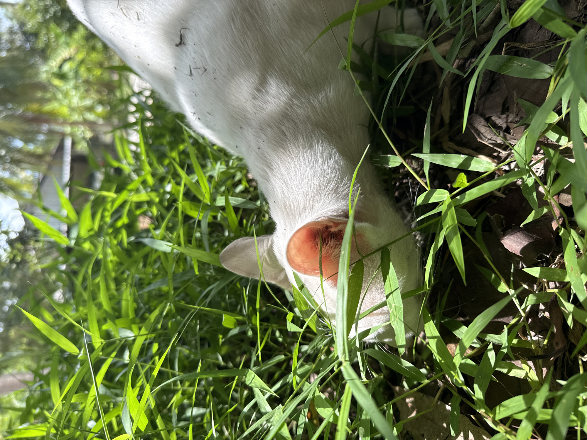 A close-up, rotated photograph shows a white cat's head and neck immersed in tall green grass, with its pink ear visible and its face obscured by foliage. The cat appears to be sniffing or nibbling the grass. The setting is outdoors, with dappled sunlight suggesting a bright day. The background is a blur of green, with hints of brown leaf litter and darker soil. The overall impression is one of a curious cat exploring its natural surroundings, possibly in a garden or a grassy field. The photograph's orientation is rotated, so the scene is viewed sideways. The location context provided is Koh Phangan, Thailand.