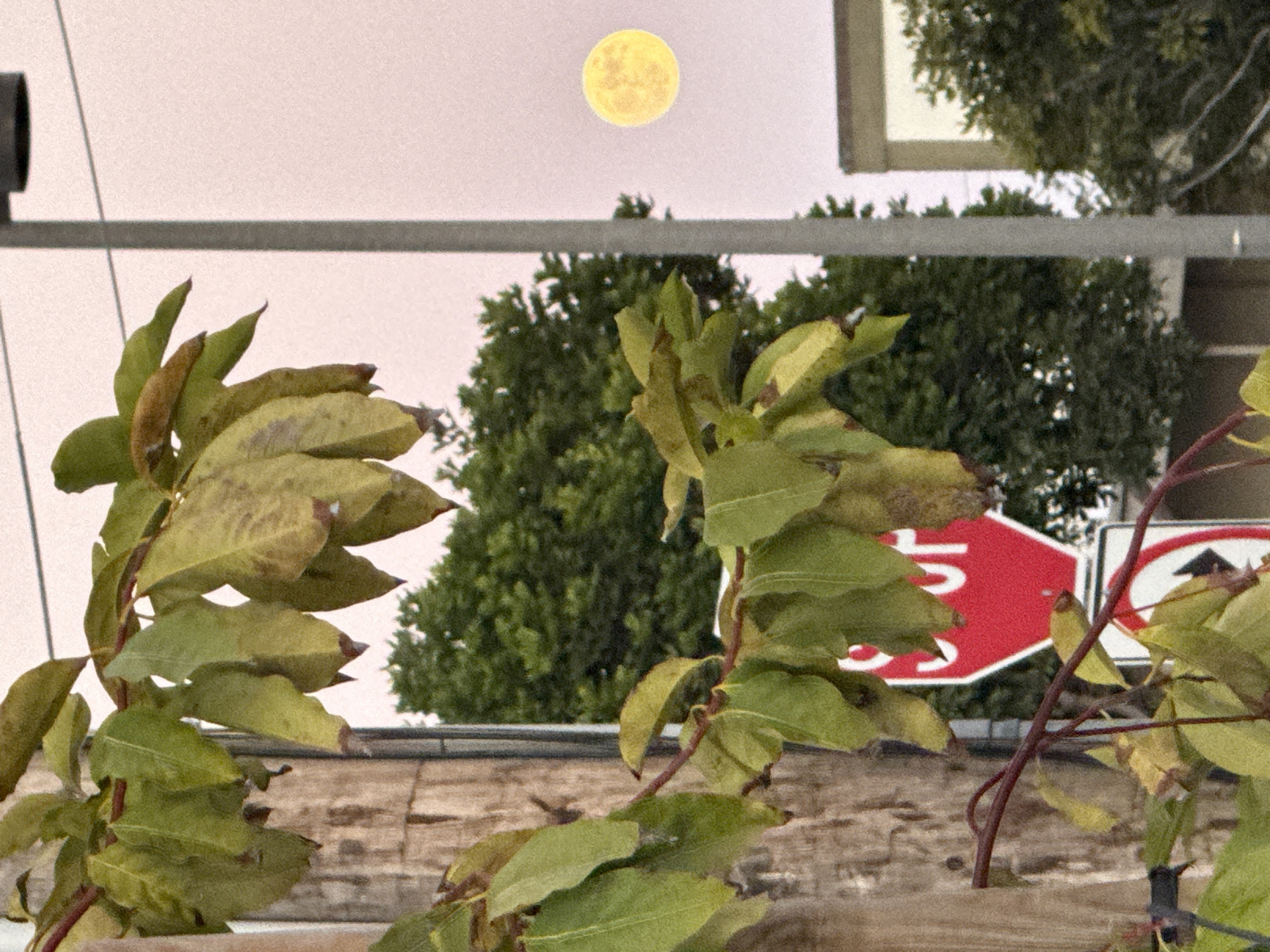 The image shows a close-up view of green and yellowing leaves on a branch in the foreground, obscuring a wooden post. Behind the leaves, a red octagonal stop sign with white lettering is partially visible, along with a white sign with a black arrow pointing left. In the background, a large green tree is visible, and to the right, a bright yellow moon is in the sky. A tall gray pole, possibly a lamppost, stands to the right of the tree, and a building with a tan facade is in the far right background. The overall scene suggests an outdoor environment, possibly a street or park, in Manhattan Beach, United States of America, during twilight or evening.