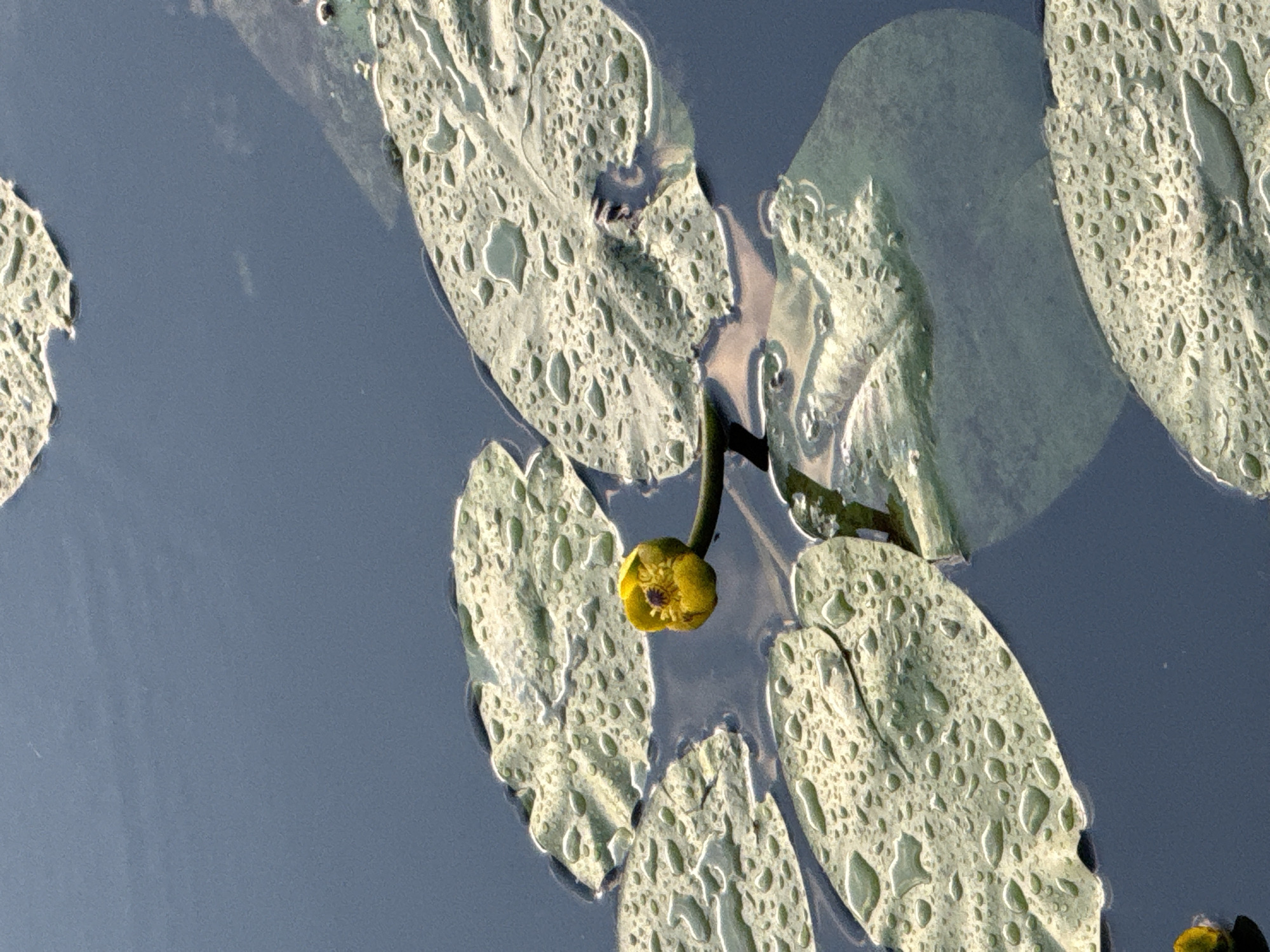 A closed yellow water lily bud with a bee on it is shown in a body of dark water, surrounded by lily pads covered in raindrops. The lily pads are light green and have a textured surface. The water is still and reflects the sky and surrounding environment. The scene appears to be a natural setting, possibly a pond or lake. It is not possible to determine the specific location within Moscow, Russia from the image alone.