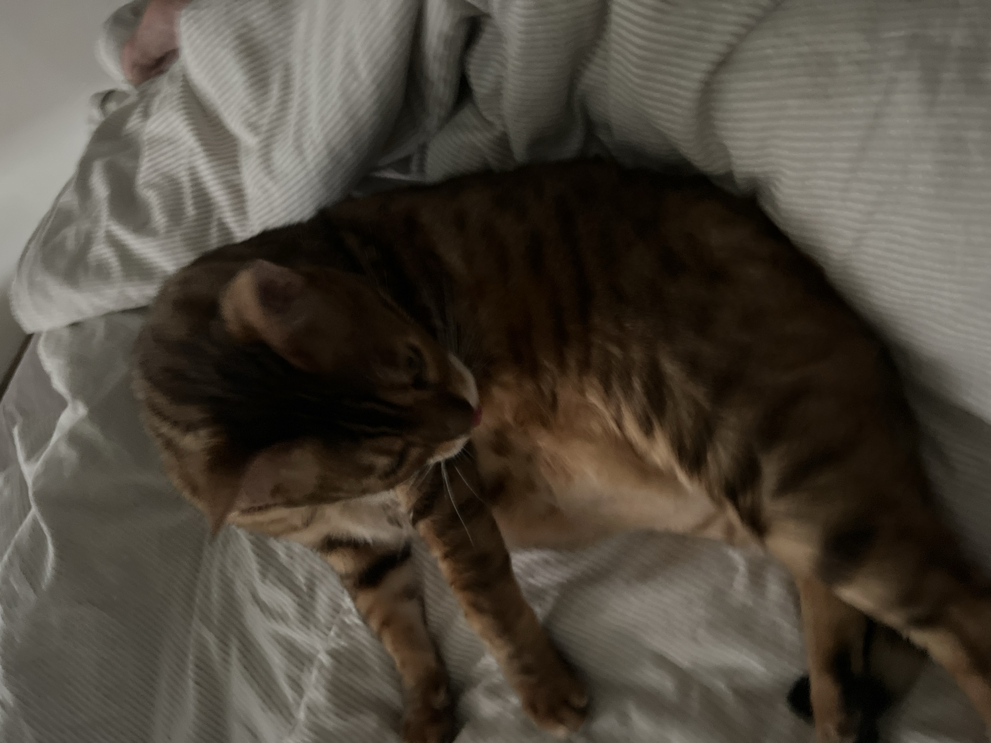 A Bengal cat with brown and black spotted fur is lying on a bed covered with grey and white striped bedding. The cat is positioned on its side, with its head bent down towards its chest, and its front paws are extended. The bedding is wrinkled, suggesting it has been recently disturbed. The lighting in the image is dim, creating shadows that add to the relaxed atmosphere. There are no visible people or other animals in the frame. The image appears to be taken indoors, likely in a bedroom. The location is not specified as Yekaterinburg, Russia.
