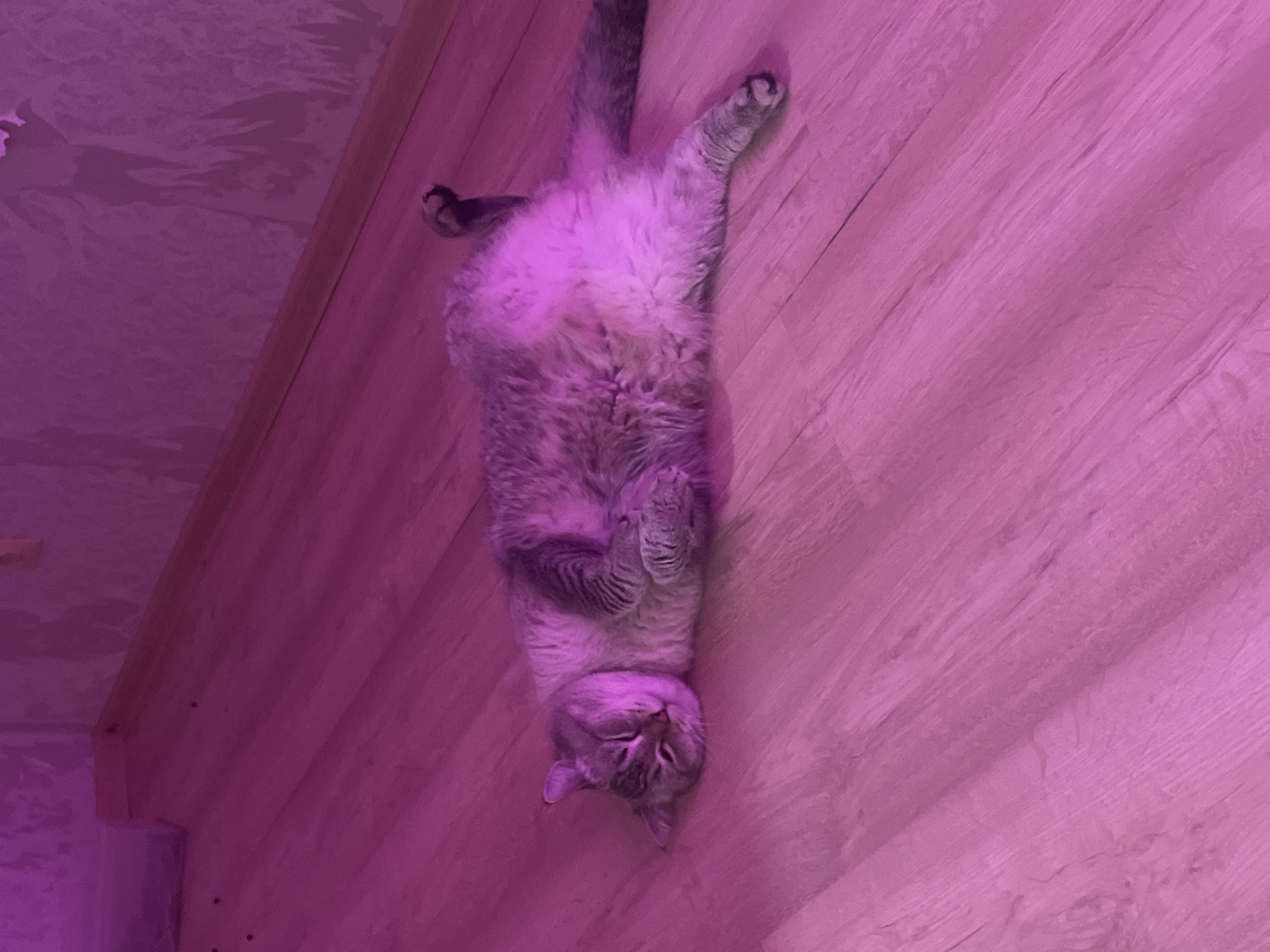 A grey tabby cat is lying on its back on a wooden floor, with its paws curled up and its eyes closed. The cat is illuminated by a soft pink light, which creates a warm and inviting atmosphere. The wooden floor is light in color, with visible grain patterns. The wall behind the cat is also wooden and has a slightly textured surface. The overall scene suggests a relaxed and comfortable setting, likely indoors. The cat appears to be sleeping or resting peacefully. The lighting gives the image a dreamy and serene quality, suggesting it may have been taken at night or in a dimly lit room. There is no visible text in the image.