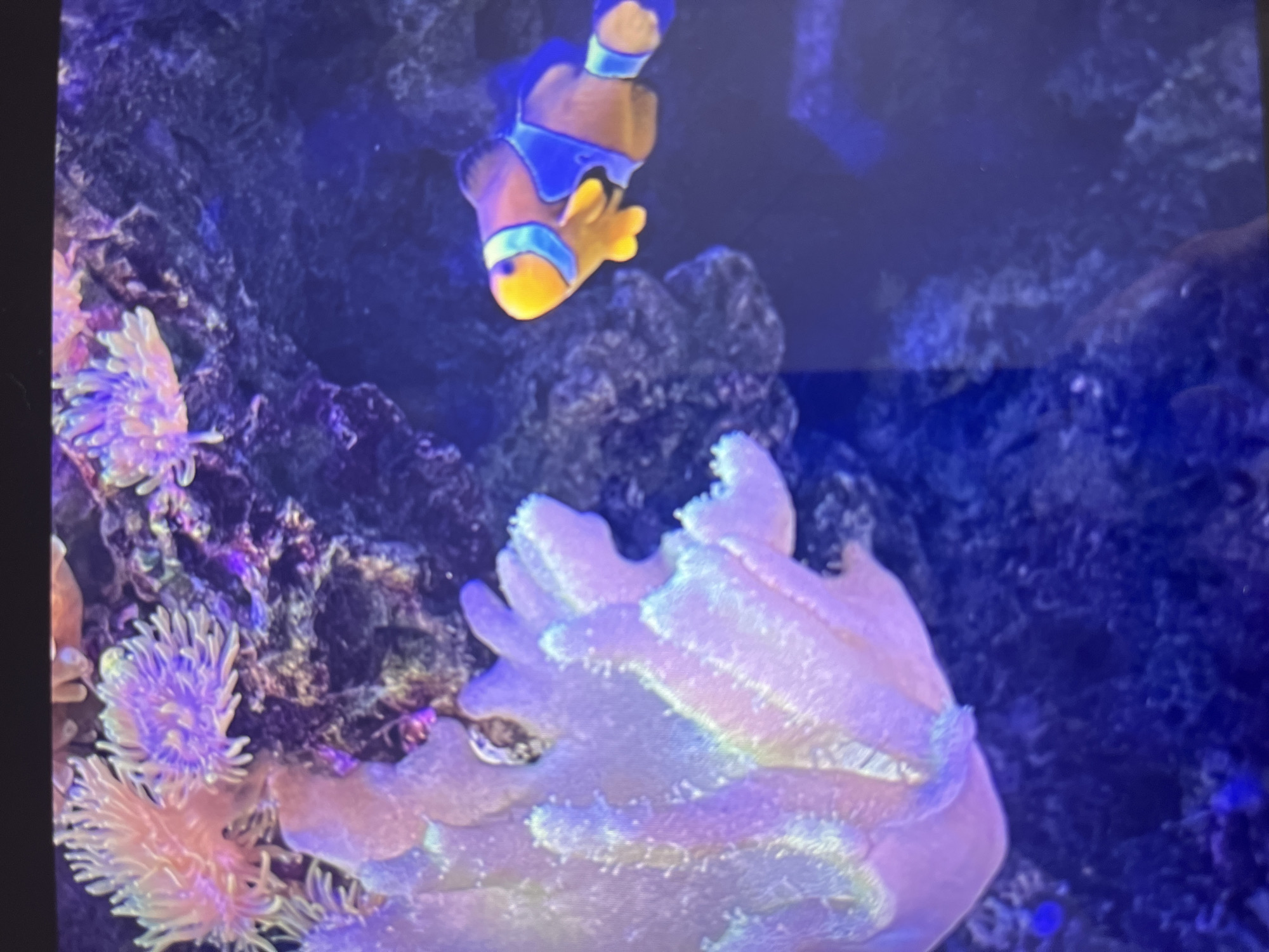 The image shows a clownfish swimming above a sea anemone in an aquarium. The clownfish is orange with blue stripes and a yellow face. The anemone is pale pink and has many tentacles. The background is dark and indistinct, possibly rocks or other decorations in the aquarium. The location is unknown.
