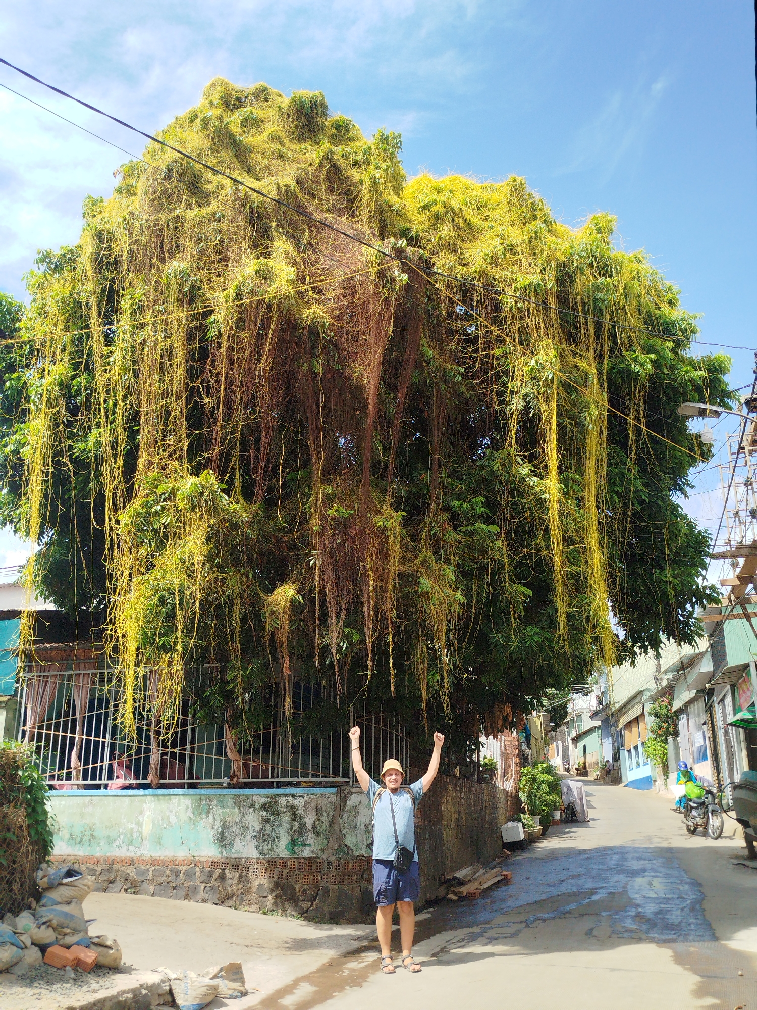 A man stands in a narrow street in Pleiku Ward, Vietnam, beneath a large tree covered in Cuscuta, a parasitic plant. The man, wearing a blue shirt, navy shorts, sandals, and a hat, raises his arms in a celebratory gesture. The tree’s leaves are predominantly green, but covered with the Cuscuta parasite that has yellow and brown trailing vines. Behind the tree are houses with fences. To the right is a narrow street leading uphill with residential buildings on both sides. A motorcyclist rides up the street. The ground is wet in patches. Construction materials are seen near the base of the wall to the left. Overhead wires crisscross above the street. The sky is blue with light clouds.
