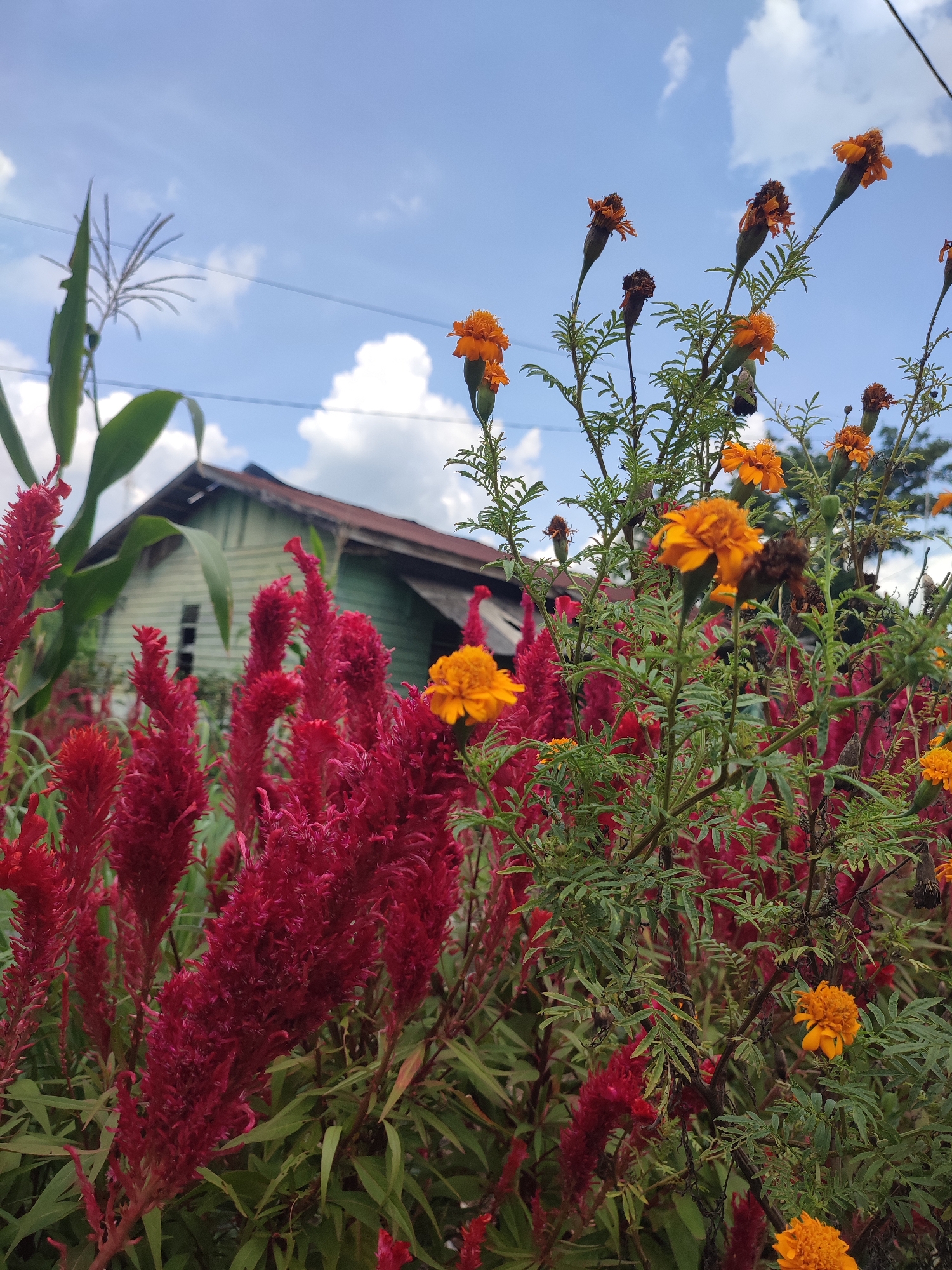 The image shows a garden with red and orange flowers in Pulorayeuk, Indonesia. A small, light green house with a brown roof is visible in the background, partially obscured by the flowers. A corn stalk stands near the house. The sky is blue with scattered white clouds. Utility wires are visible in the upper portion of the image.