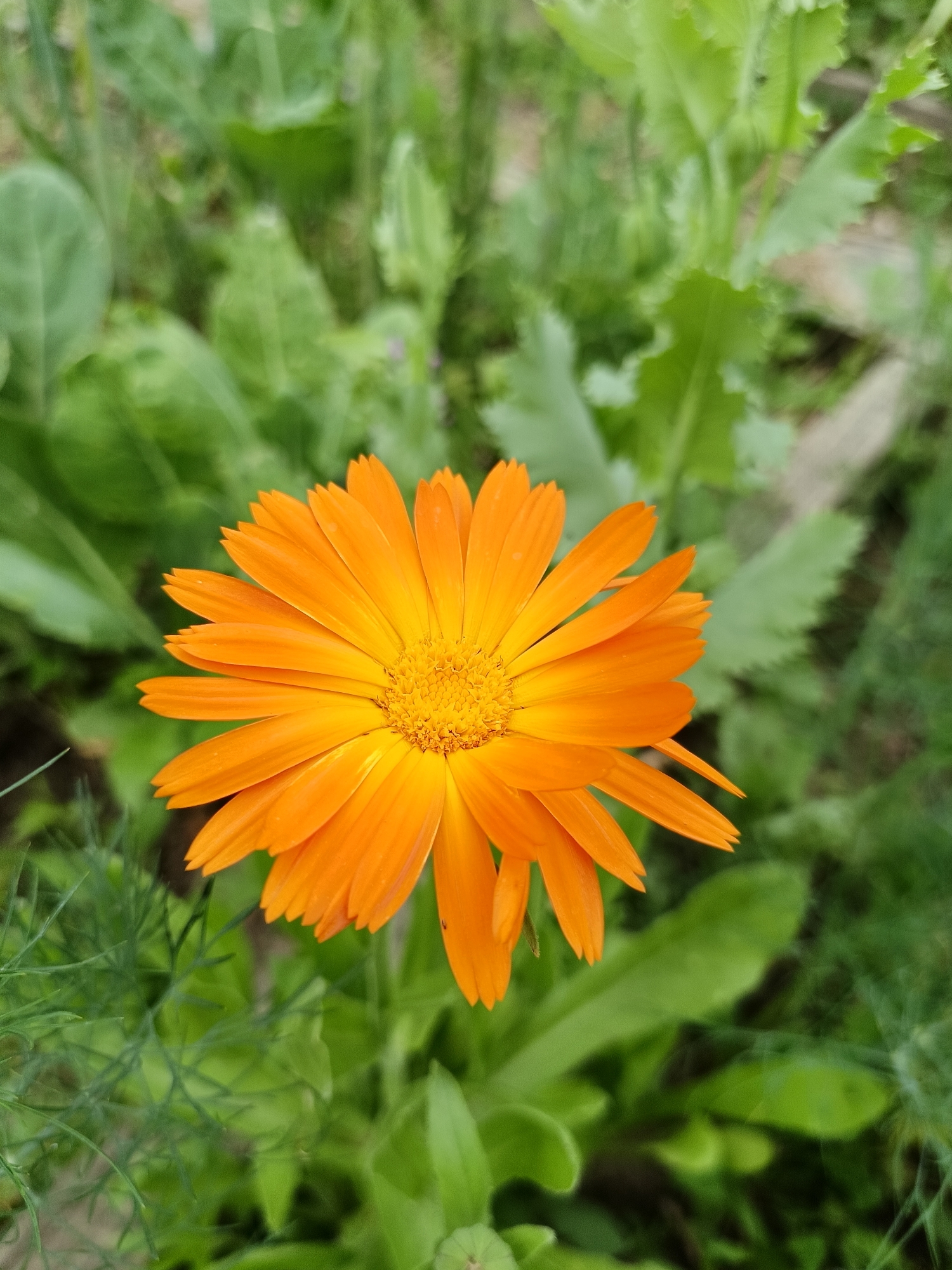 A close-up, high-angle shot features a bright orange calendula flower, its petals radiating outwards from a textured, yellow center. The flower is the clear subject, positioned slightly off-center to the right. Surrounding the bloom is a soft-focus background of lush green foliage. The leaves are varied in shape and texture, suggesting a garden or natural setting. Fine, feathery green sprigs are visible in the foreground on the left, adding depth and detail. The lighting appears natural, suggesting it could be daytime, with no harsh shadows visible. The overall impression is one of natural beauty and the vibrancy of a blooming flower. The provided location context is Lagovskoe, Russia, which aligns with the natural, outdoor scene. No people, text, or specific activities are depicted.