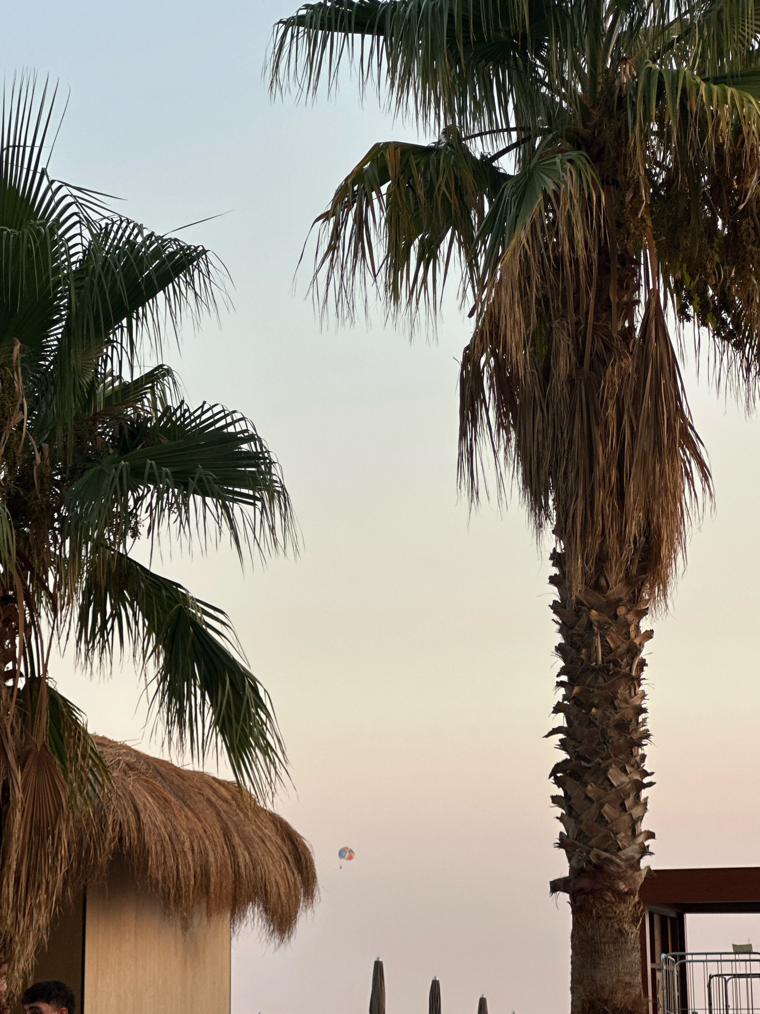 In the city of Rafailovići, Montenegro, the image captures a twilight scene with two palm trees dominating the foreground. The sky transitions from a pale blue to a soft peachy hue near the horizon. To the left, a portion of a thatched-roof structure is visible. In the mid-ground, a colorful parachute is suspended in the sky. The right side of the image features a segment of a dark brown structure with a metal railing in front. The overall impression is a serene coastal ambiance.