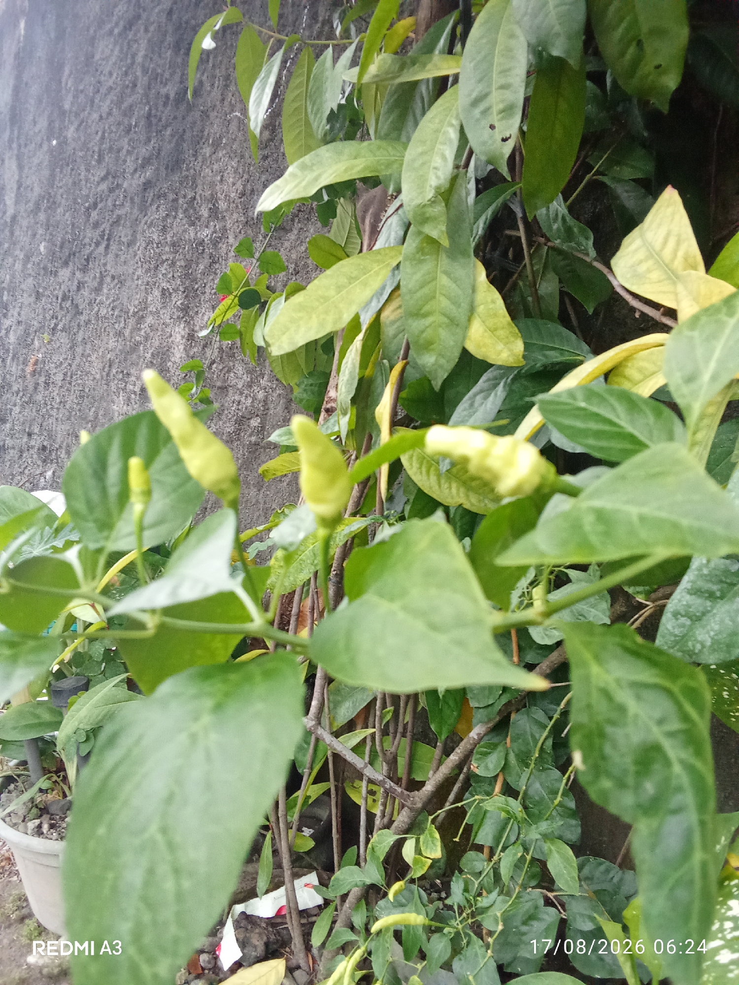 A close-up, eye-level shot showcases a chili plant with unripe, pale green peppers and large, vibrant green leaves against a textured grey wall. The plant is positioned in front of a wall with rough, grey, concrete-like texture. Several chili peppers, small and pointed, are visible on the plant. The foliage is dense and varied, with some leaves exhibiting a lighter, yellowish hue, suggesting possible nutrient deficiencies or natural aging. The scene is outdoors, with a hint of overcast lighting. In the lower left corner, "REDMI A3" is visible, indicating the phone used for the photograph. The lower right corner displays the date "17/08/2026 06:24". The image is situated in the city of Cemani, Indonesia. There are no people or animals present.