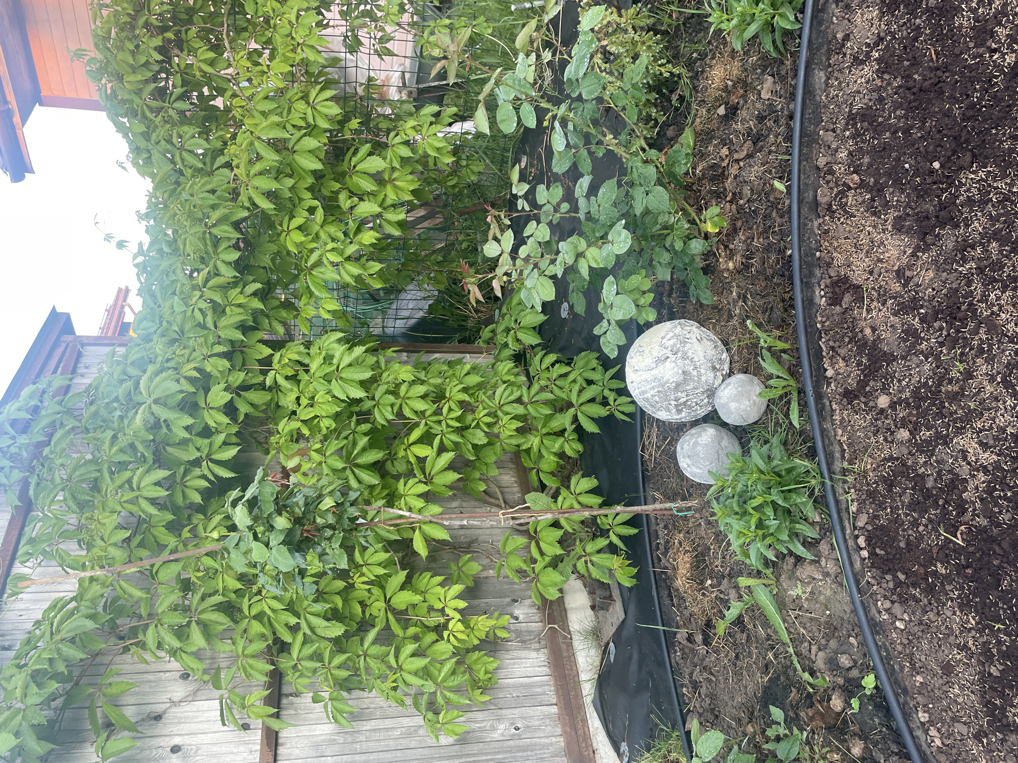 The image displays an outdoor scene, likely a garden, in Aropakkuzi, Russia. A wooden fence forms the backdrop, partially obscured by dense green foliage of a climbing plant, possibly wild grape, that covers a significant portion of the fence. In the foreground, three spherical garden ornaments, appearing to be concrete or stone spheres, are arranged on the ground. Two smaller spheres are positioned next to a larger, textured sphere. Several small green plants are visible around the ornaments and further into the garden. The ground in the immediate foreground is dark soil, appearing to be recently tilled and possibly seeded. A black plastic edging or landscape fabric is visible in the lower portion of the image, delineating the garden bed. The overall impression is that of a partially developed or maintained garden area. There are no people or animals present in the scene.