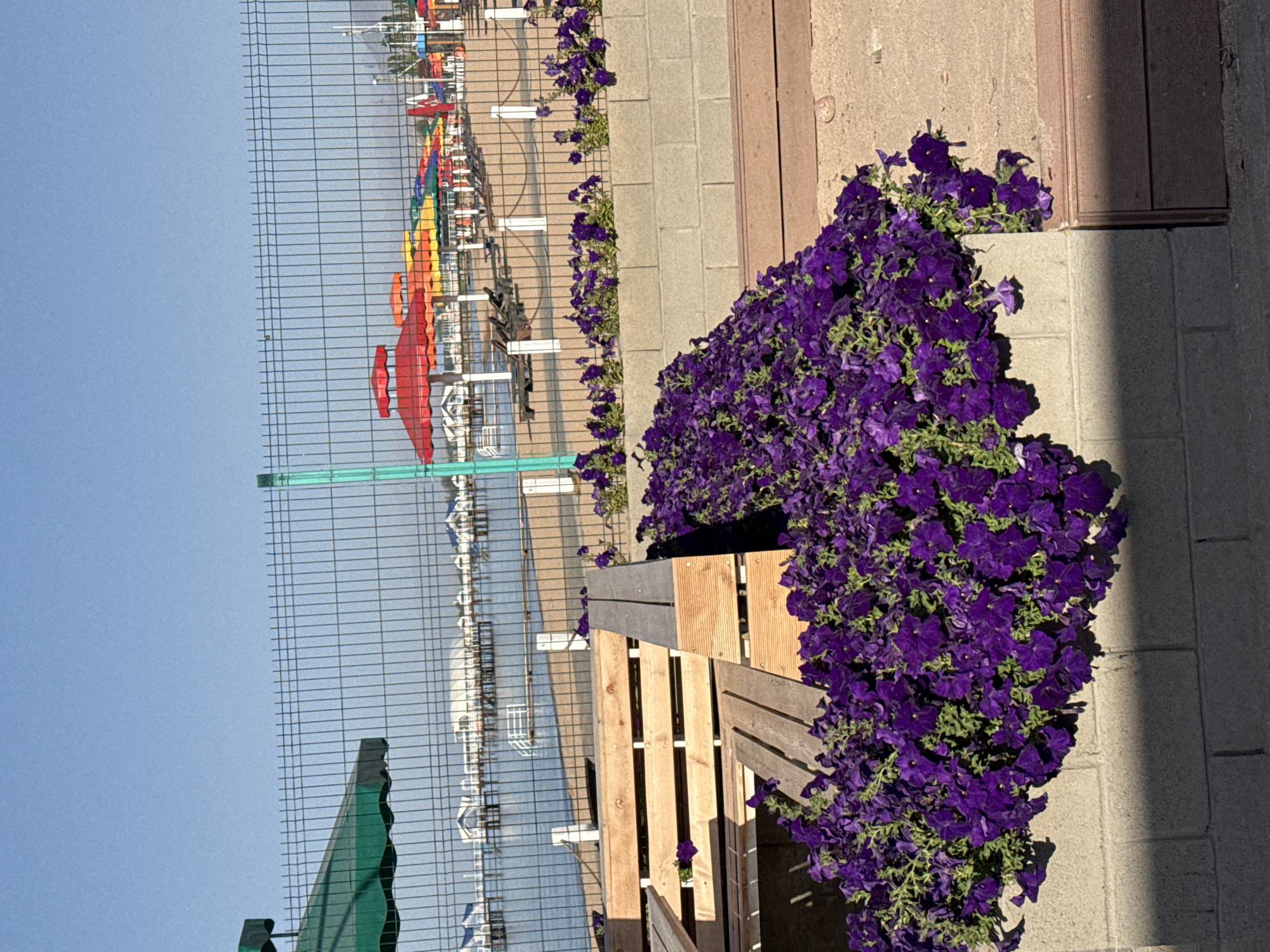The image depicts a sunny day at a beach resort, likely in Sary-Oy, Kyrgyzstan. In the foreground, a large cluster of vibrant purple petunias overflows from a planter, partially obscuring a wooden bench. Behind the flowers and bench, a chain-link fence separates the viewer from the beach. Beyond the fence, a sandy beach is lined with colorful umbrellas in red, yellow, orange, green, and blue, casting shadows on the sand. Several lounge chairs are visible on the beach. In the background, calm water reflects the clear blue sky, and piers with white structures extend into the water. The overall impression is one of a relaxed, recreational environment on a bright, clear day.