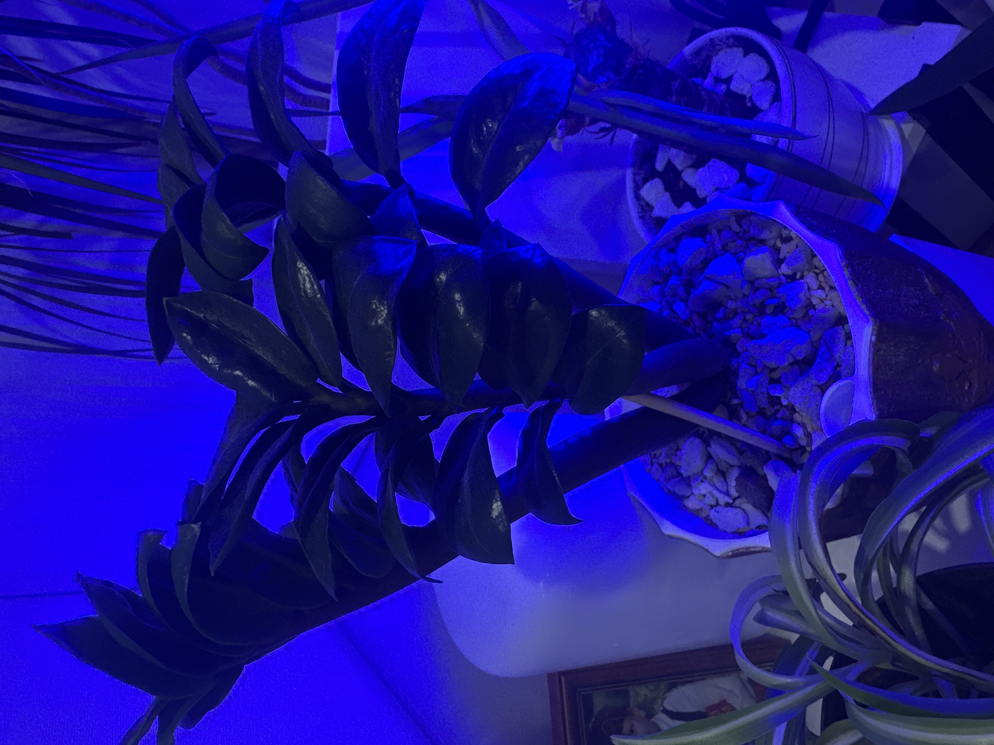 In the city of Mirny, Russia, an indoor scene is depicted under blue lighting. The focal point is a potted ZZ plant with dark green, glossy leaves arranged on thick stems. The pot is filled with small, light-colored stones. To the left of the ZZ plant, a framed picture of a person in formal attire is visible. In the foreground, the leaves of a spider plant with variegated green and white stripes are prominent. In the background, other plants and a white surface are partially illuminated by the blue light. The overall ambiance is one of an indoor plant display with an artificial light source.