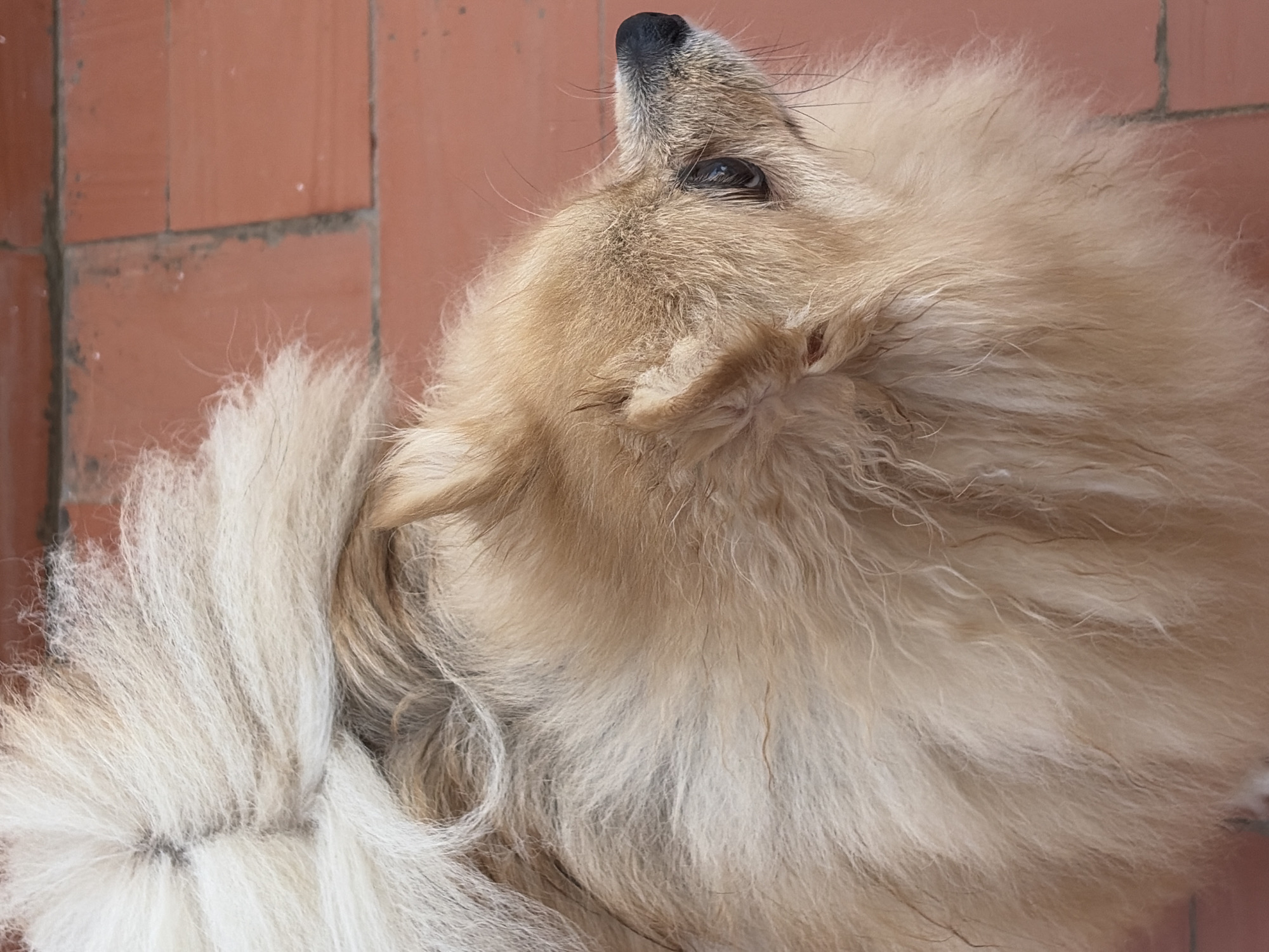 A Pomeranian dog, with cream-colored fur and a bushy tail, is resting on a terracotta tiled floor. The dog is looking upwards and to the right, with its dark eye and black nose clearly visible. The background consists of the terracotta tiles and a hint of a brick wall. The scene appears to be outdoors, possibly in a courtyard or patio area in Torrevieja, Spain.