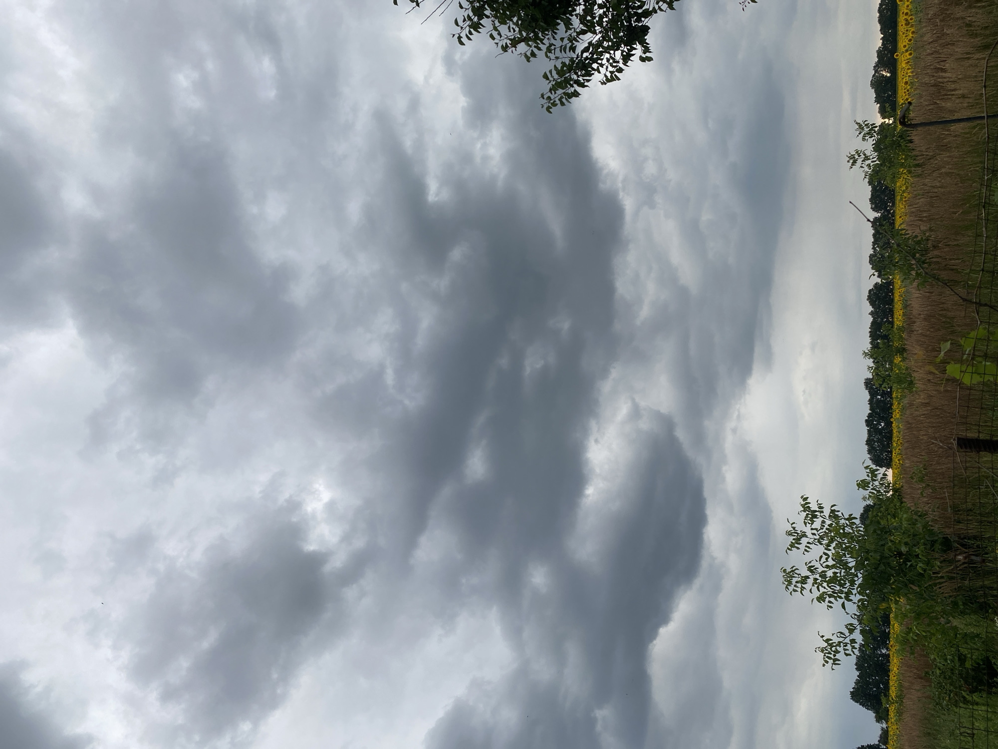 The image depicts a cloudy sky over a field of sunflowers in Vasylky, Ukraine. The clouds are dark and heavy, suggesting an impending storm. In the foreground, there is a fence and some tall grass. Behind the fence is a field of sunflowers stretching to the horizon. A line of trees borders the field. The sky occupies the majority of the frame.