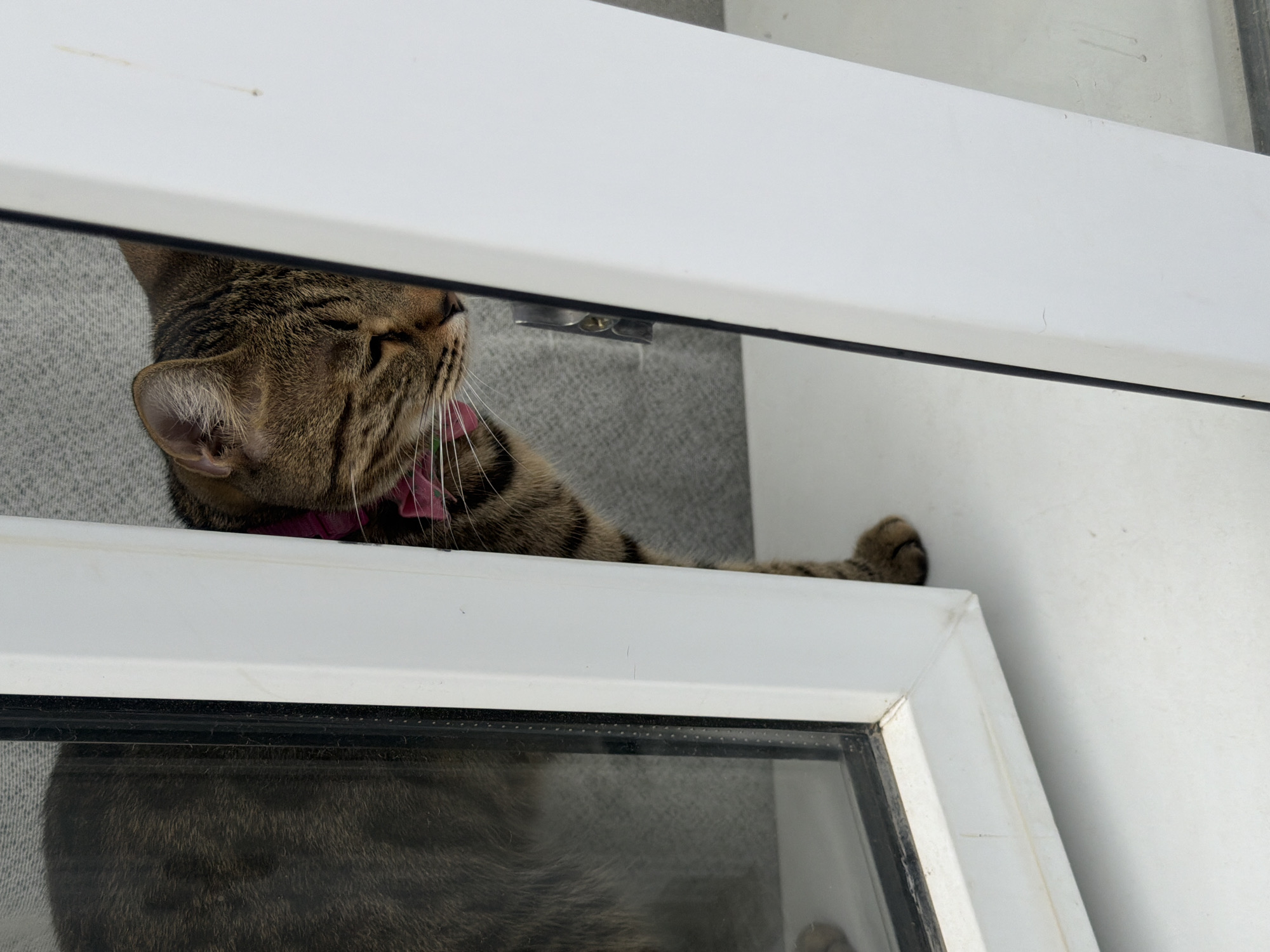 The image shows a close-up of a tabby cat resting on a white surface. The cat is lying on its side with its eyes closed, suggesting it is sleeping or relaxed. Its fur has a striped pattern in shades of brown and black, and it's wearing a pink collar. The background appears to be a grey, textured surface, possibly fabric. The cat is positioned under a white frame, which partially obscures its body and creates a sense of depth. A black line, likely a window seal, runs across the lower part of the image, and below it, a reflection of the cat's body is visible on a glass surface. The lighting suggests an indoor setting, possibly during the day. There is no visible text in the image.
