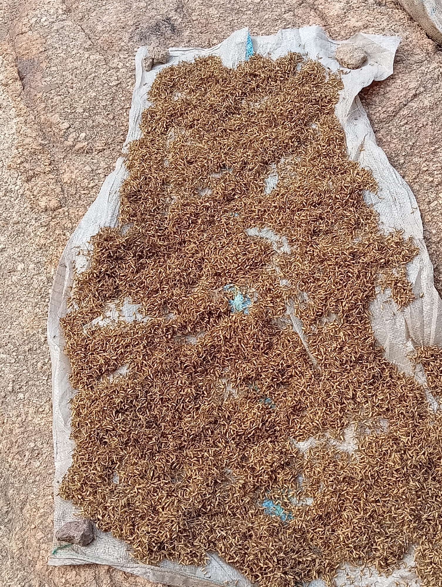In the city of Jos, Nigeria, a light-colored woven material is spread across a rough, rocky surface. The material is covered with a dense layer of small, brown, dried organisms. A single, small, dark-colored rock rests on the edge of the woven material. The background consists of a light brown, granular, rocky terrain.