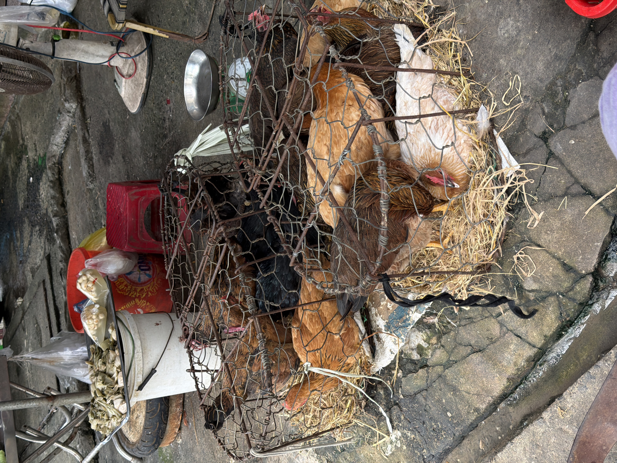 The image captures an outdoor market scene in Da Nang, Vietnam. The foreground is dominated by a circular, wire-mesh cage filled with live chickens, nestled on a bed of straw. The chickens are of various colors, including brown, black, and white. Several are huddled together, while others are more visible, with their heads and bodies clearly seen through the mesh. The cage is placed on a rough, cracked concrete surface, with a narrow drain running alongside it. In the background, various market items are visible, including red buckets, plastic bags containing food items like what appears to be garlic and possibly pickled vegetables, a metal tray, a red stool, and a standing fan. The overall impression is one of a bustling, functional market environment.